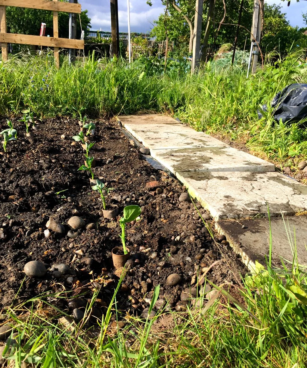 BROAD BEANS PLANTED OUT ALONGSIDE A NEWLY WEEDED PATH