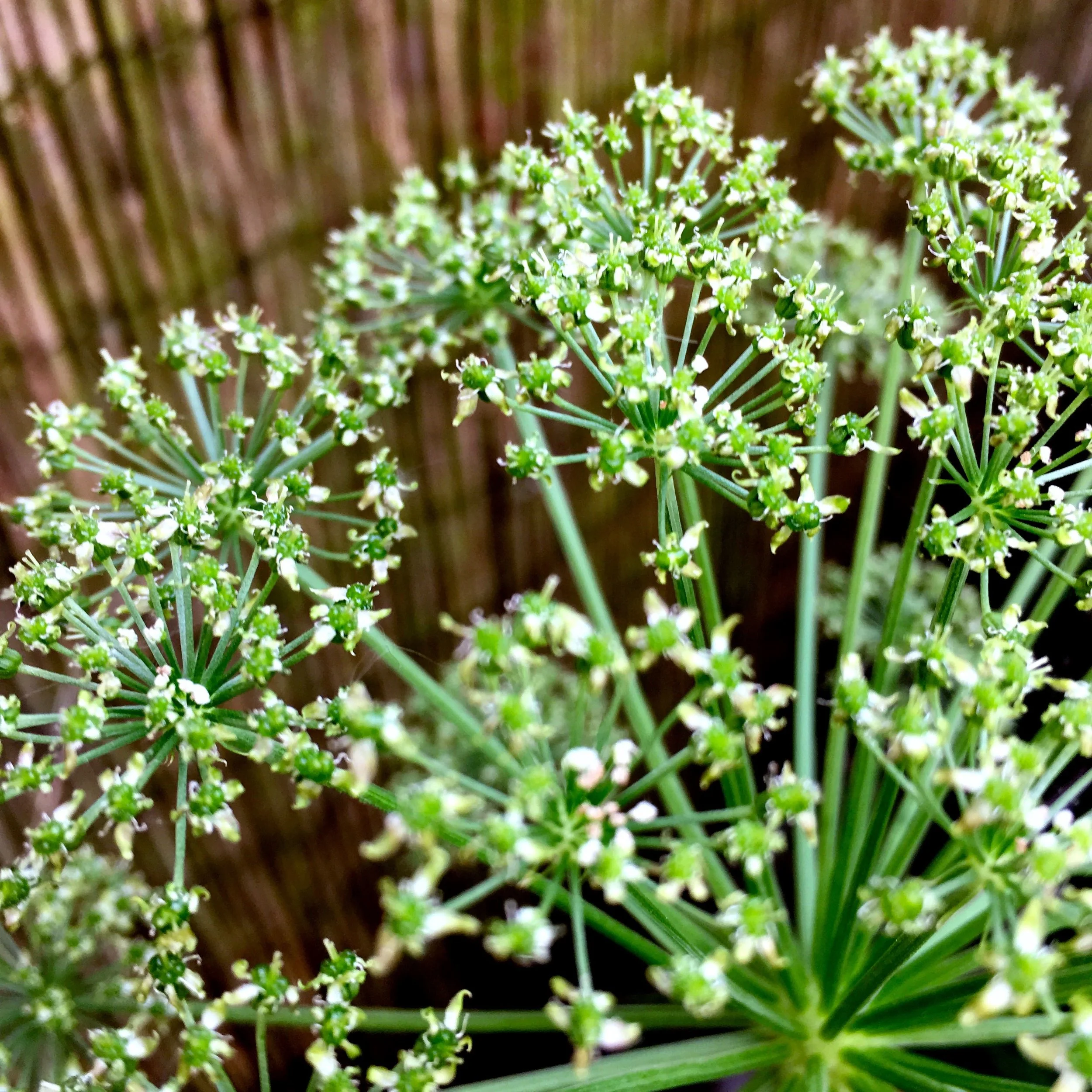 FLOWERING ANGELICA