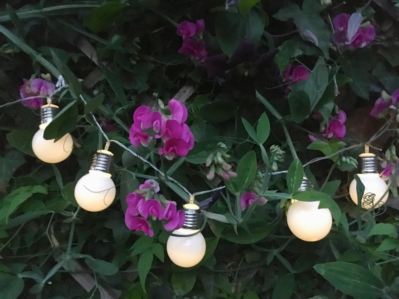 sweet peas and a string of soft glow lights