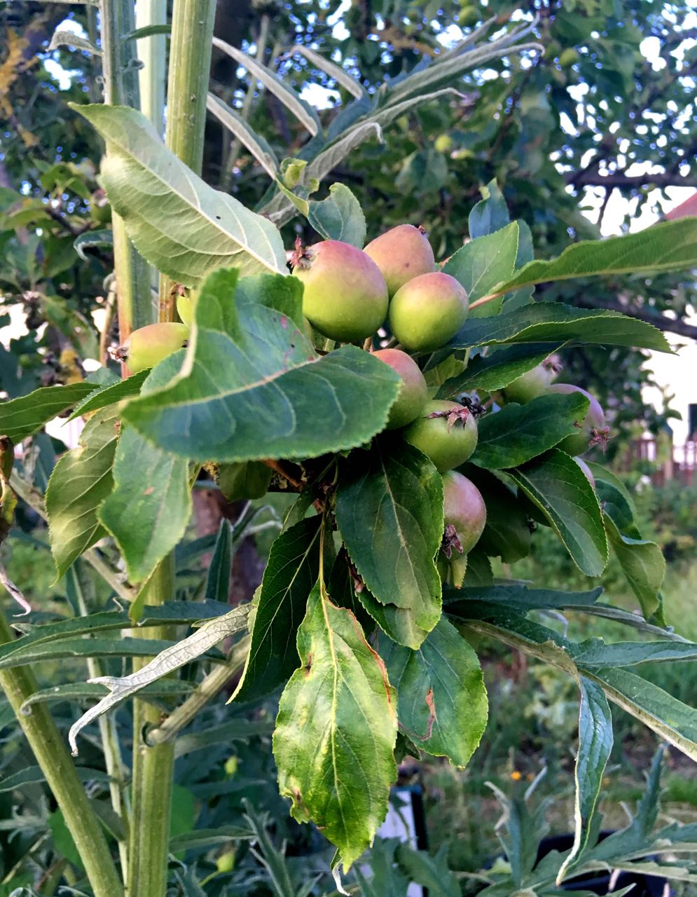 crab apples with artichokes towering above these