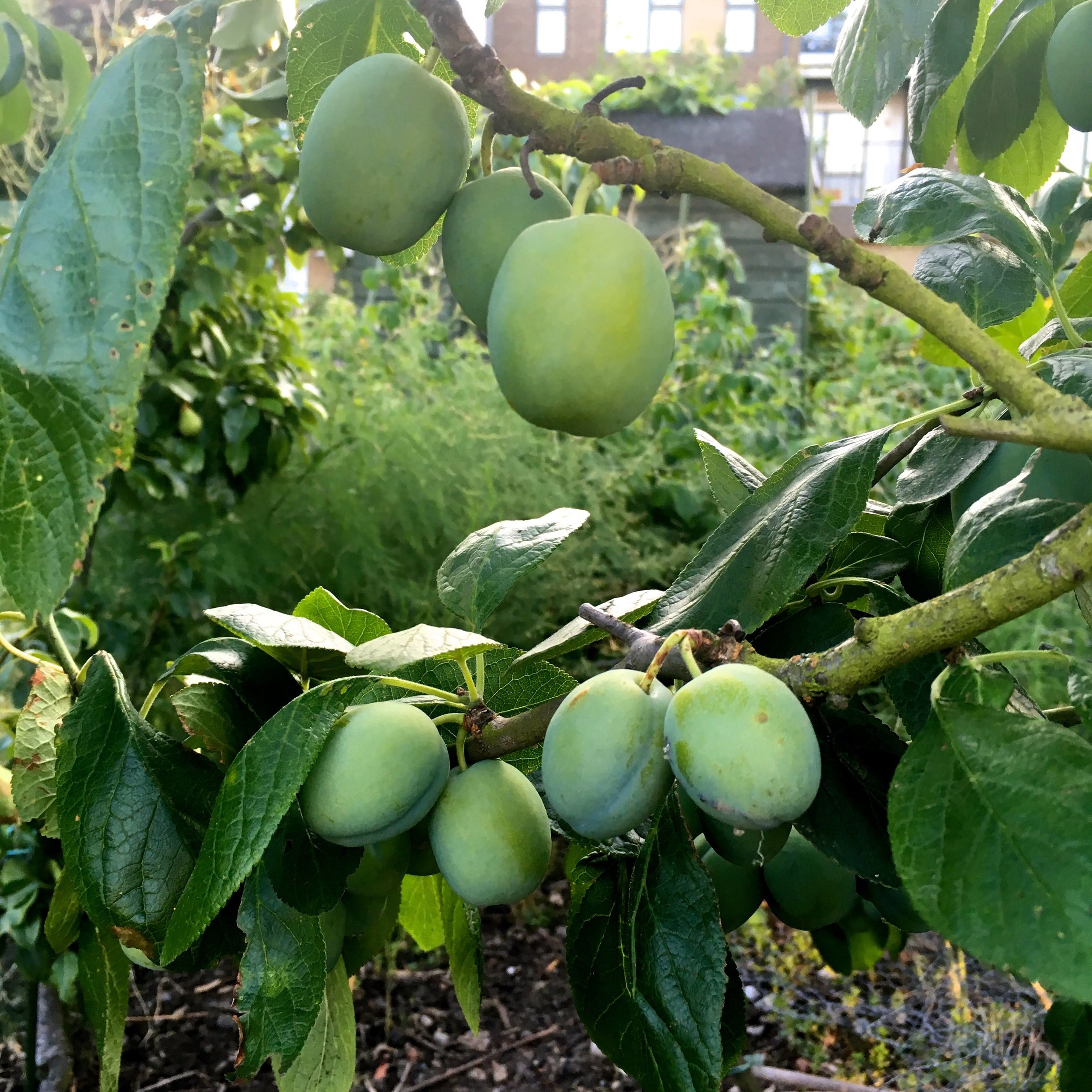 PLUMS