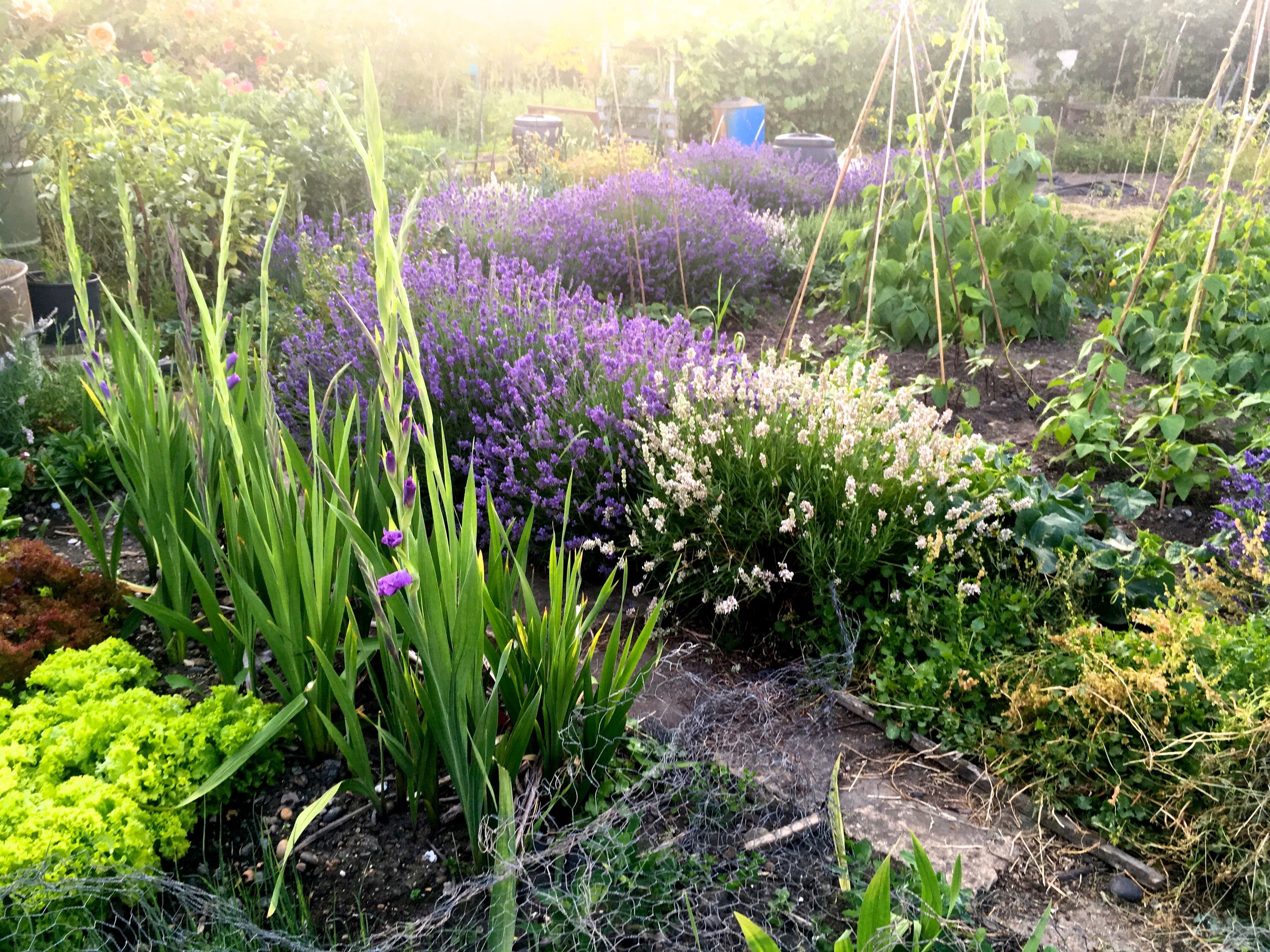 Definitely something to aim for - taking inspiration from the plot next to us at our allotment site