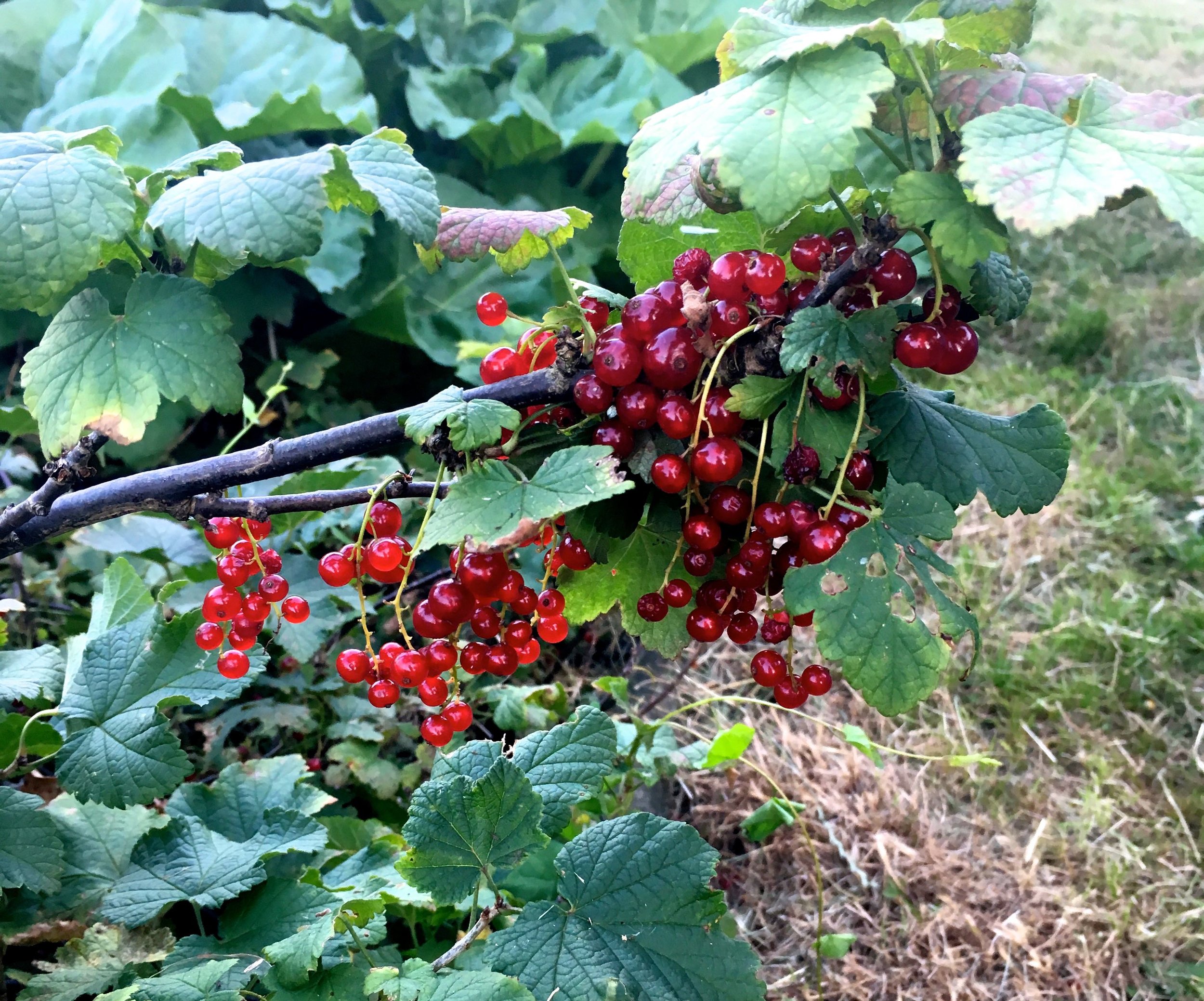 redcurrants on the plot next to us at our allotment site