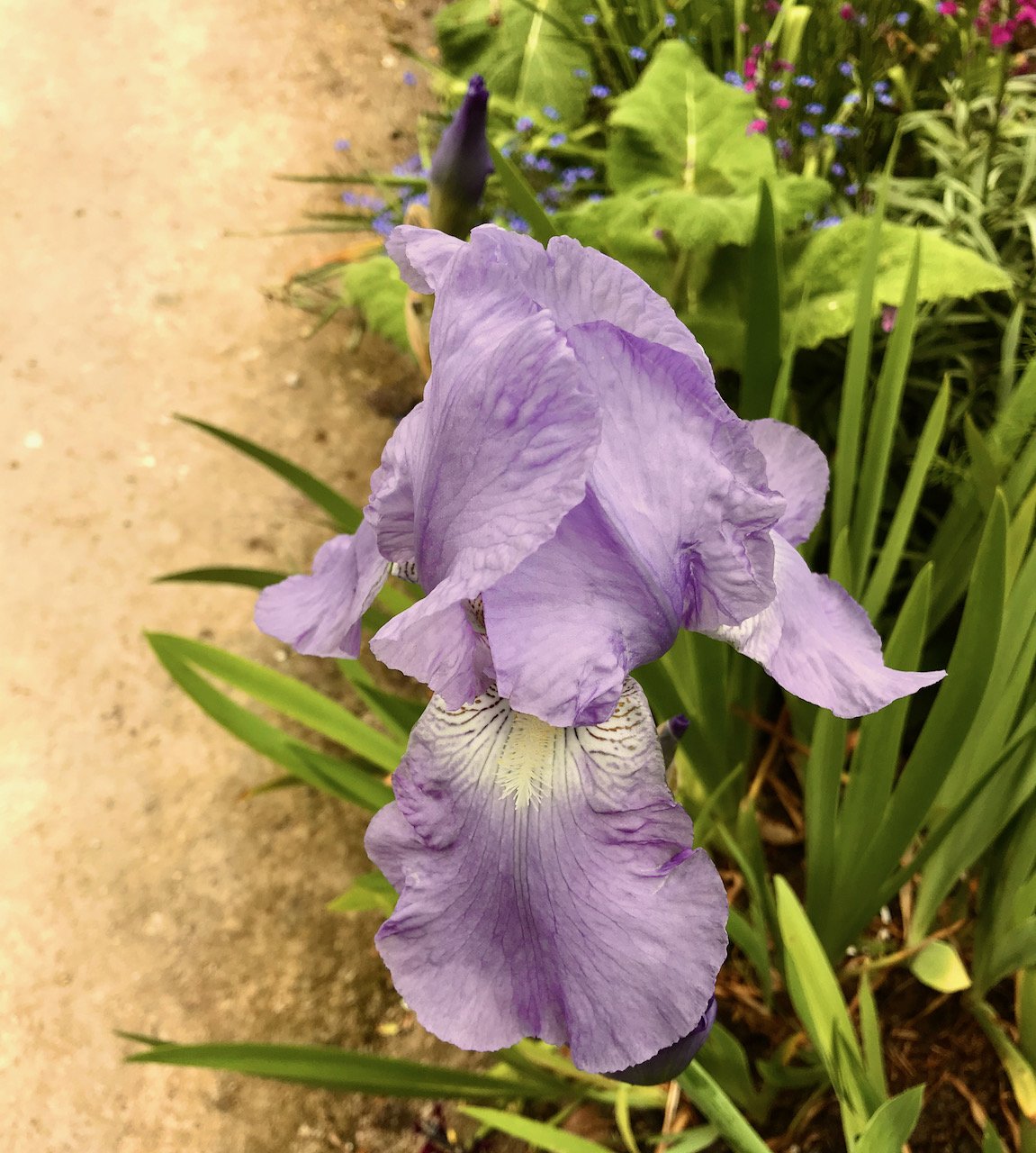 a pale lilac bearded iris with a sandy path on the left and the flower border on the right hand side