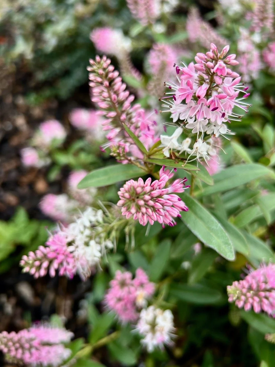 Lots of pale pink and white flowers on the hebe
