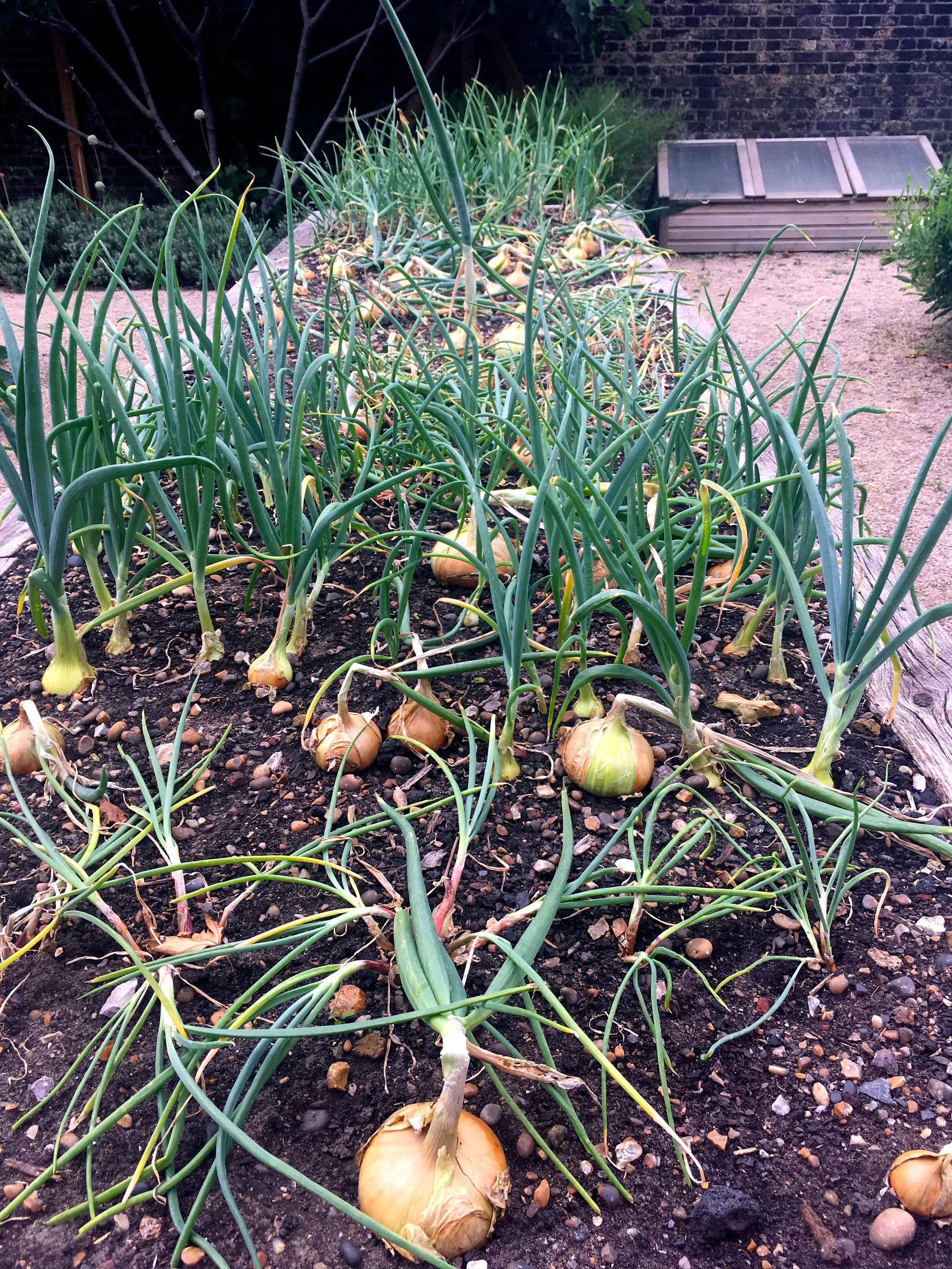 Someone's had more onion success than me