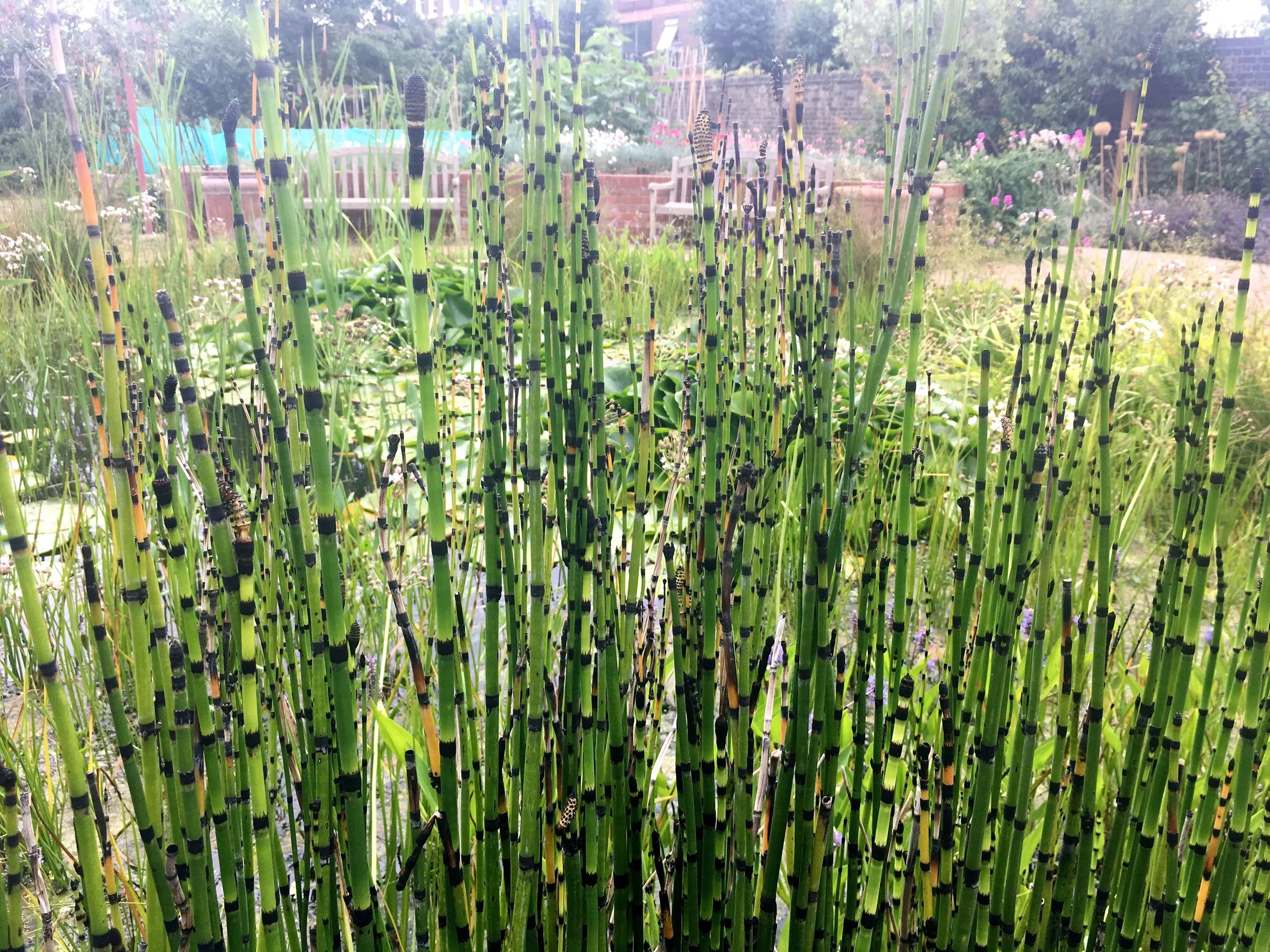 Striped grass edging the pond