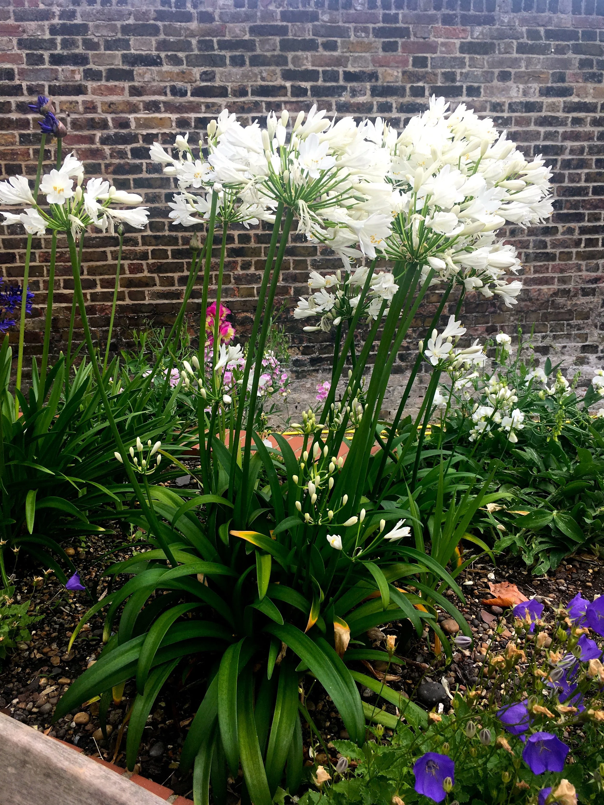 AGAPANTHUS
