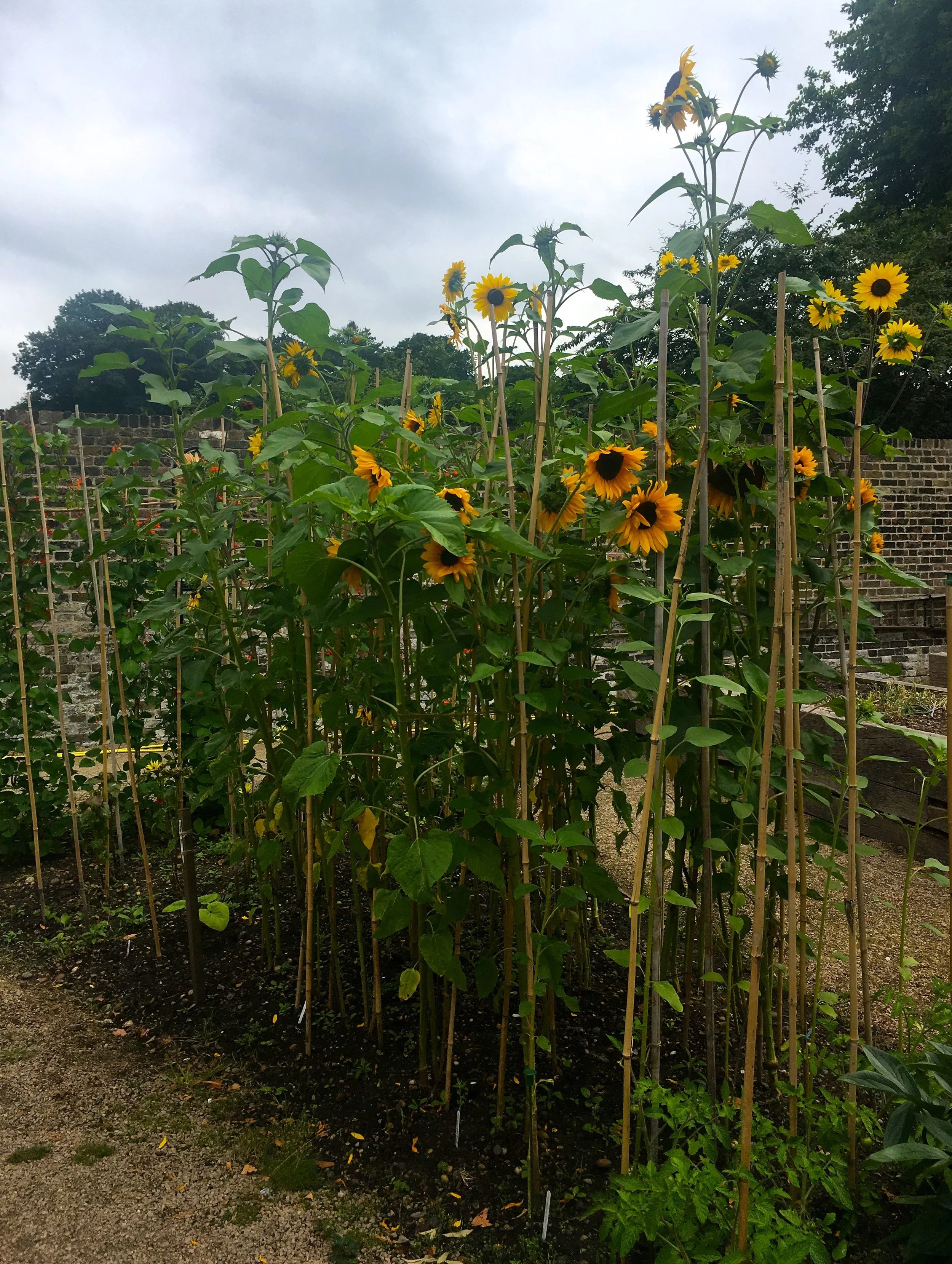 SUNFLOWERS TOO