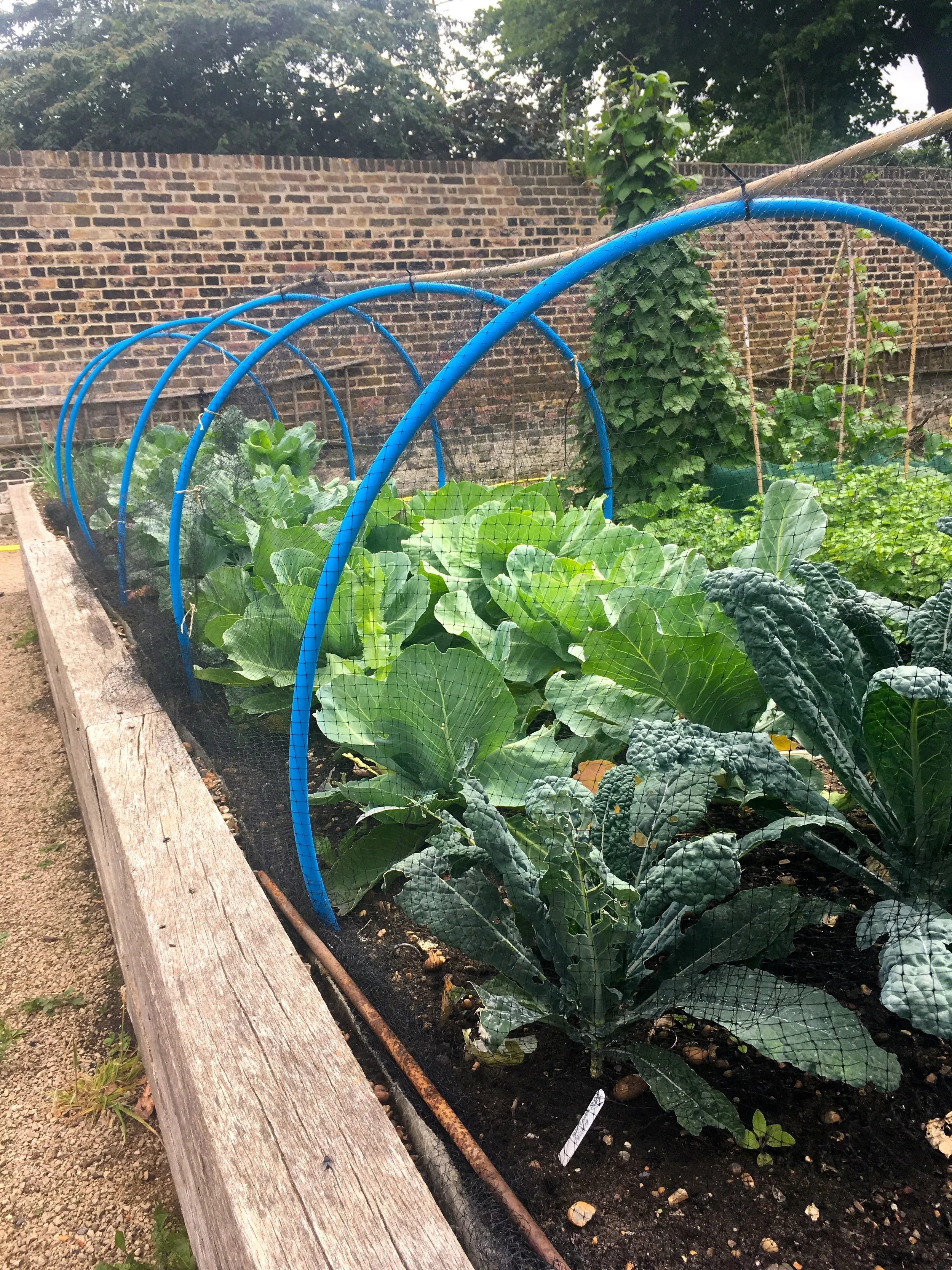 CABBAGES