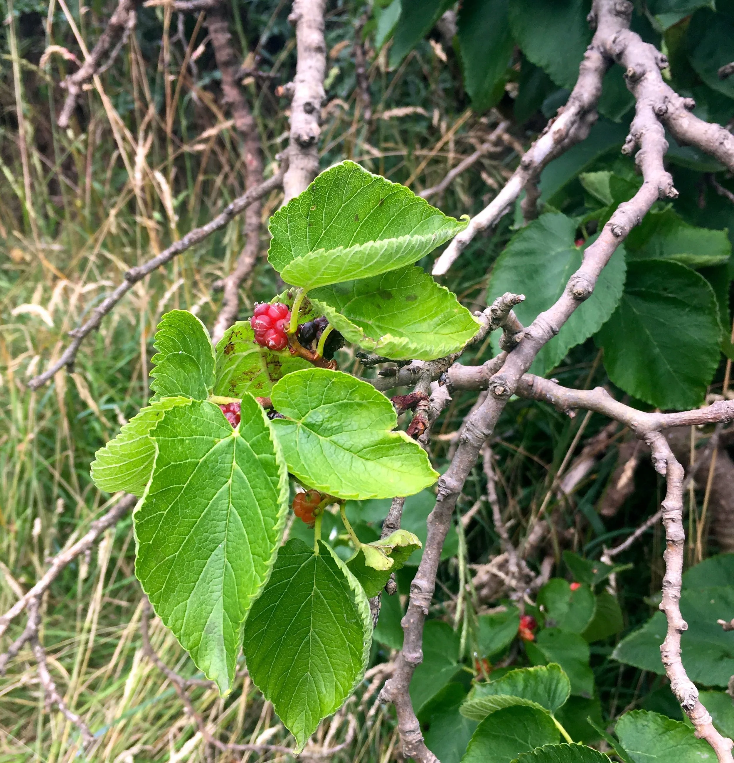 A MULBERRY TREE