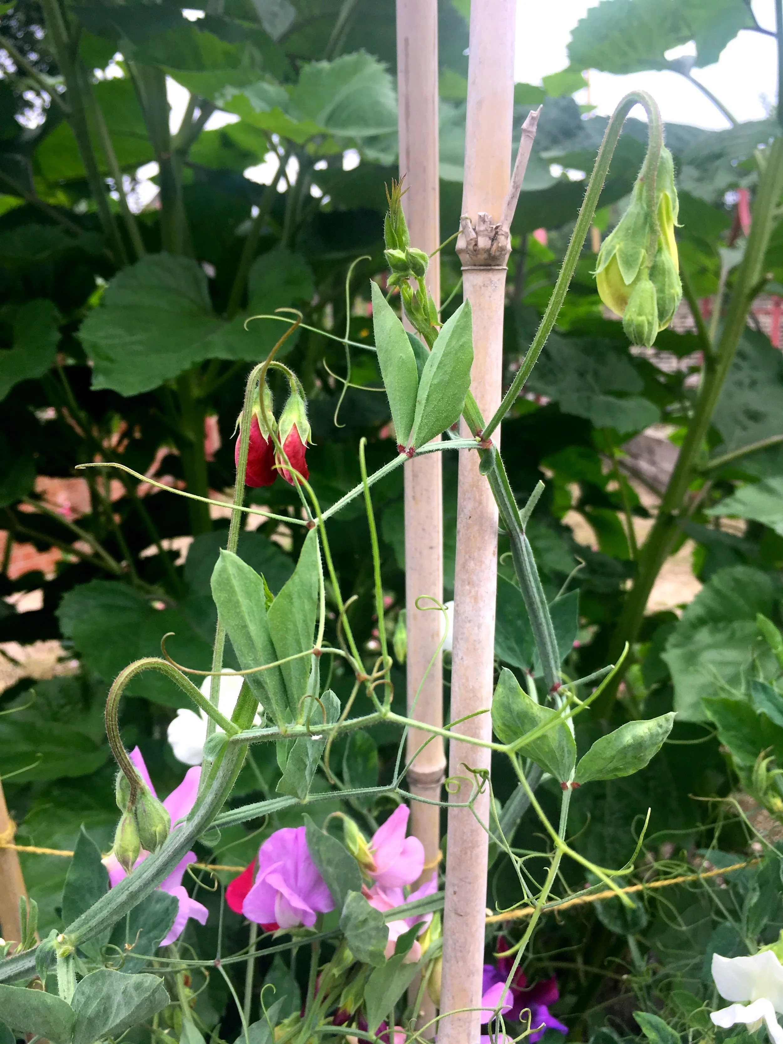 PRETTY - AND FRAGRANT - SWEET PEAS