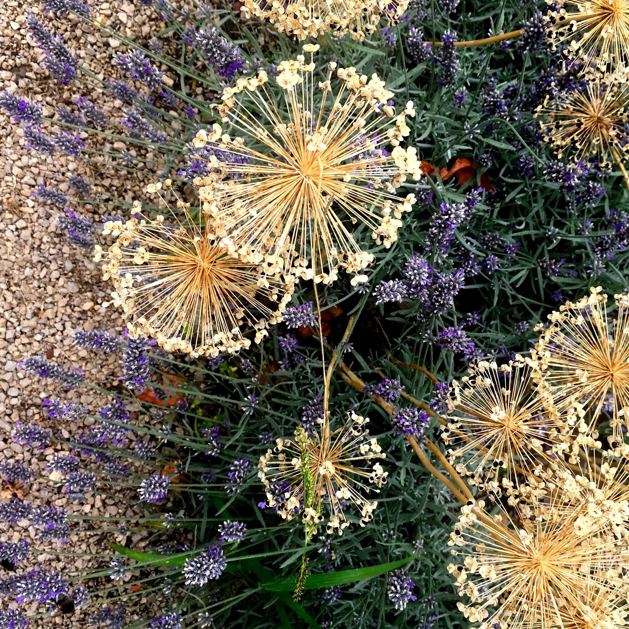 ALLIUM HEADS AGAINST THE LAVENDER