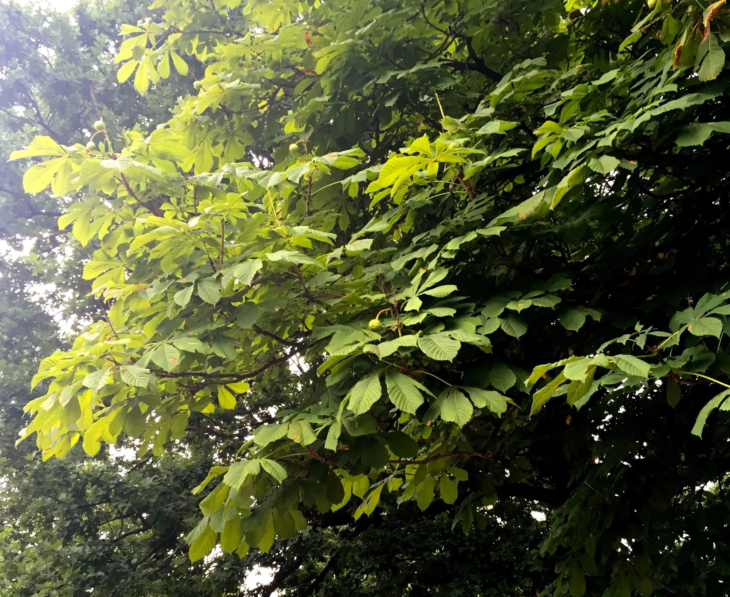 light through the trees in Greenwich Park London