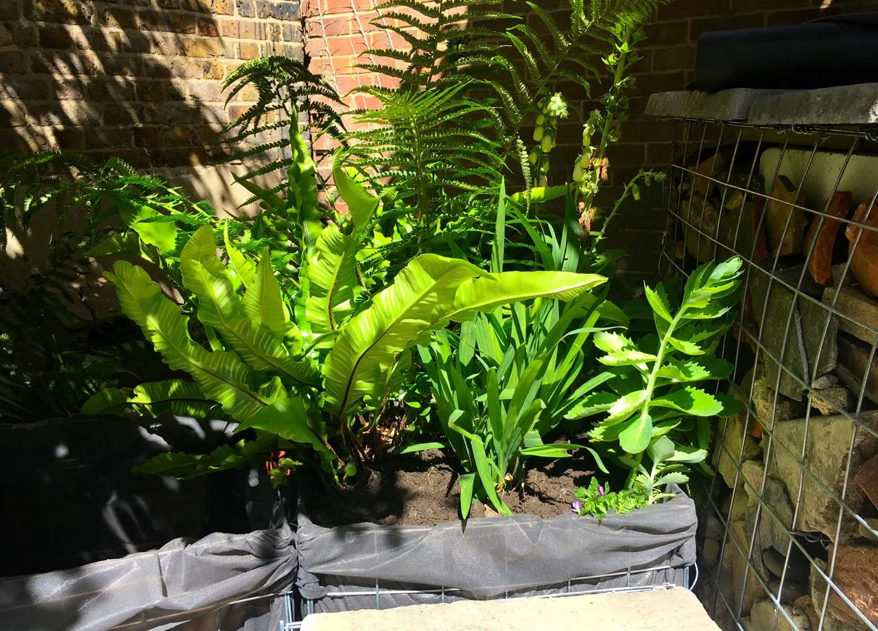 Planted with ferns, crocosmia, sedums and digitalis sourced from the garden