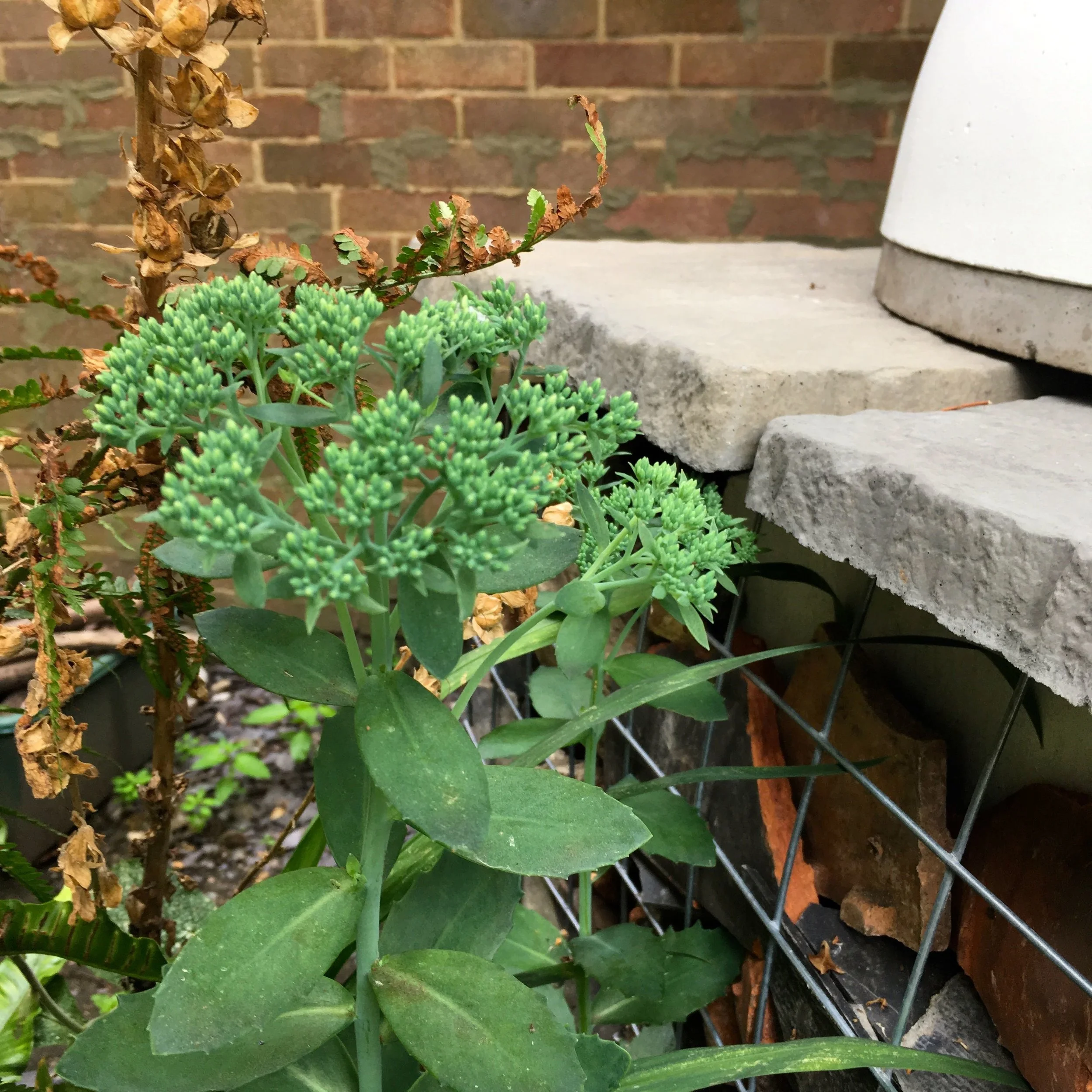 sedums growing in our gabion planters