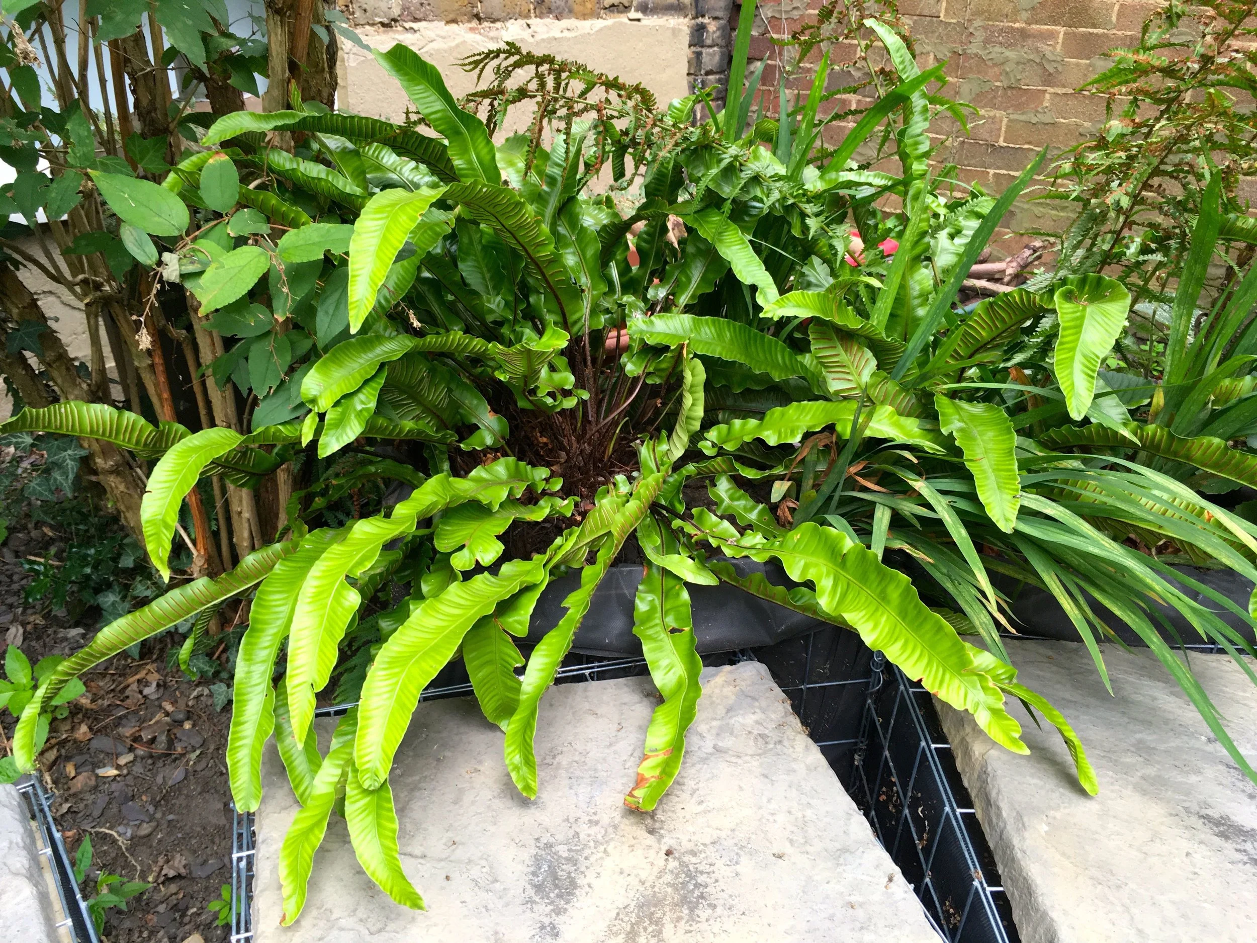 Softening our gabion seating area with plants