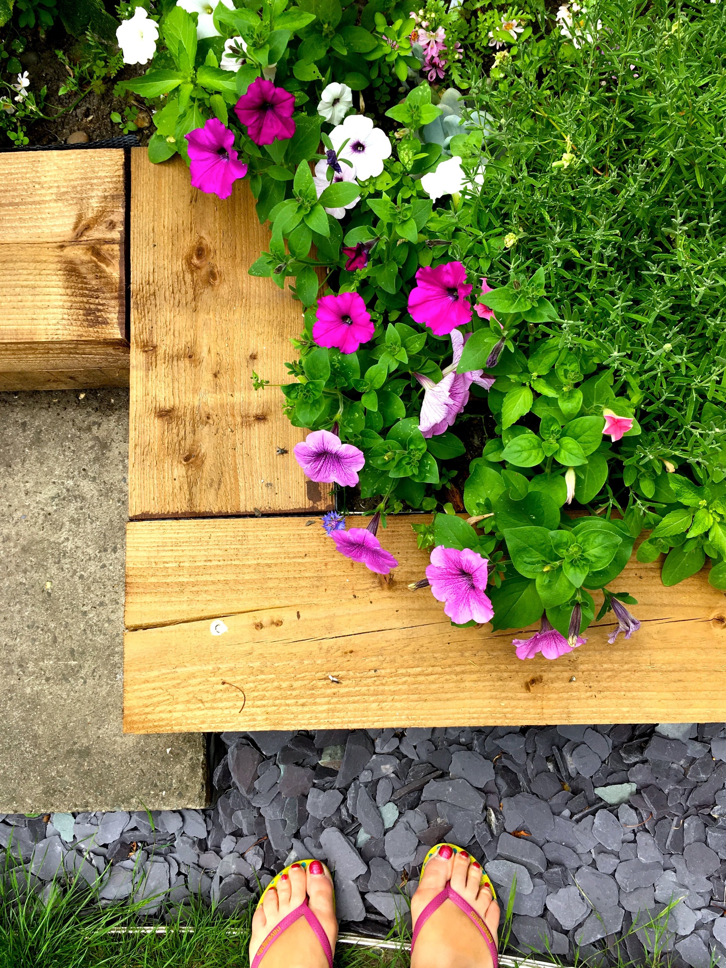 petunias encroaching onto the sleepers