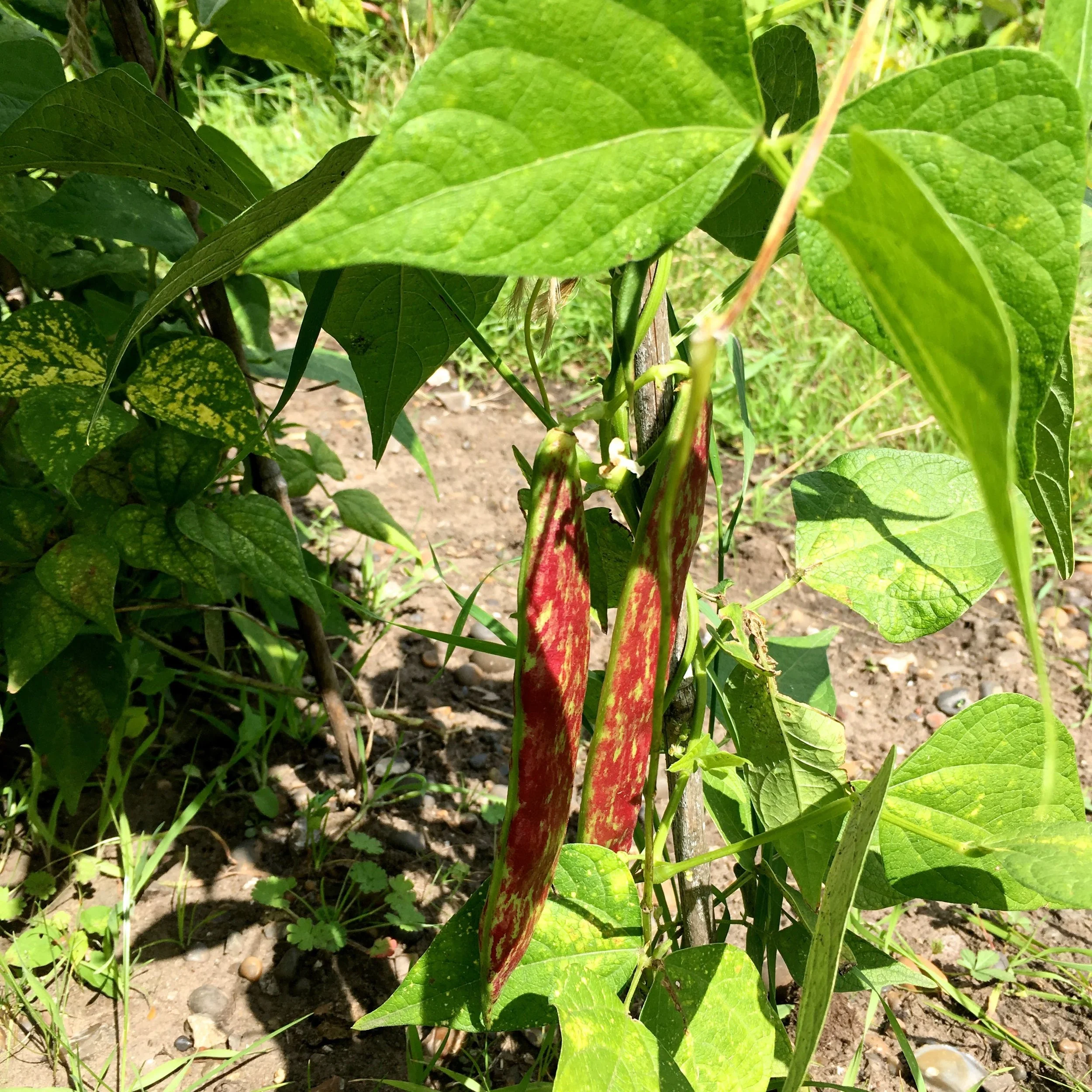 borlotti beans in the sun during National Allotment Week