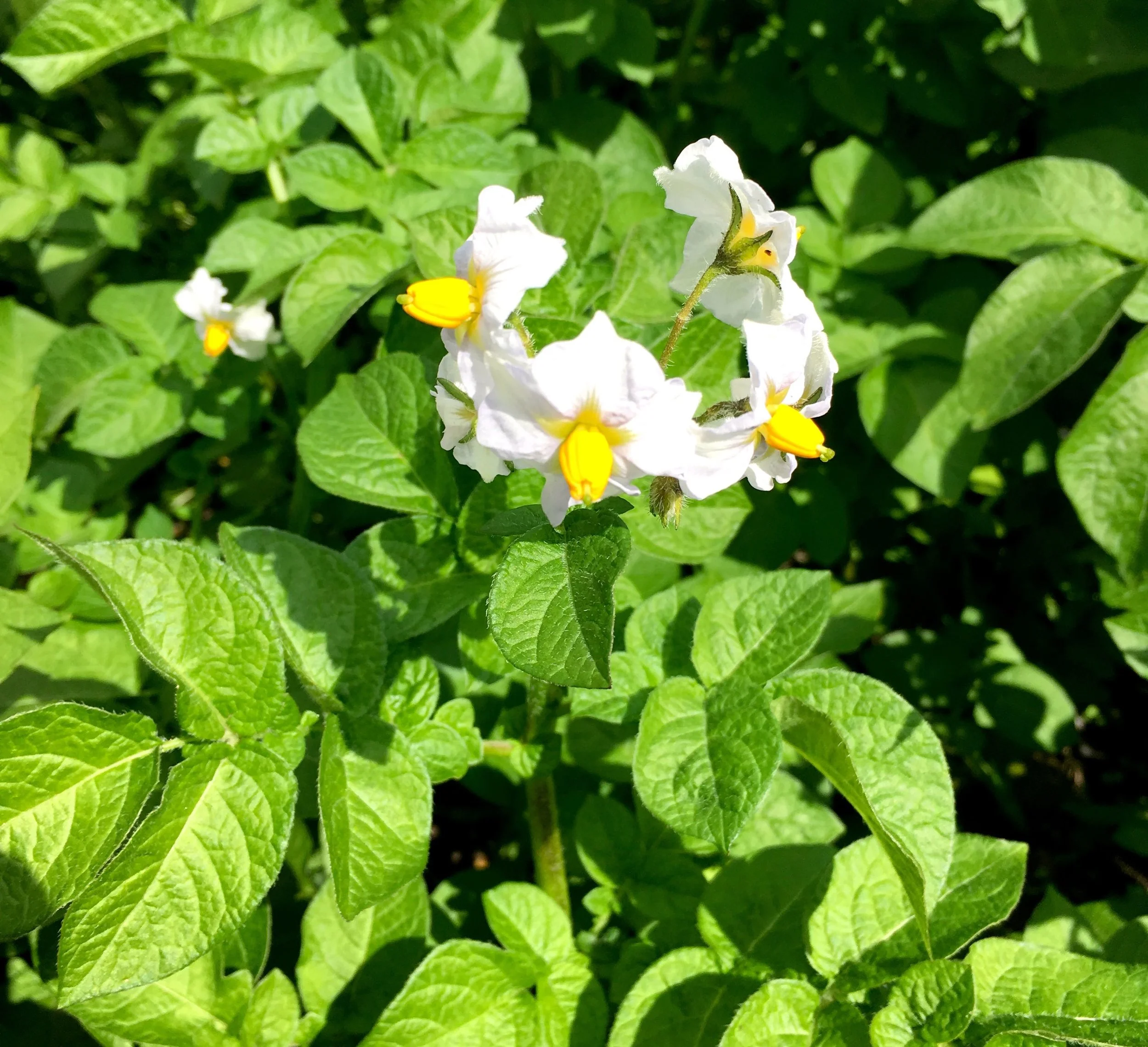 potatoes flowering during National Allotment Week