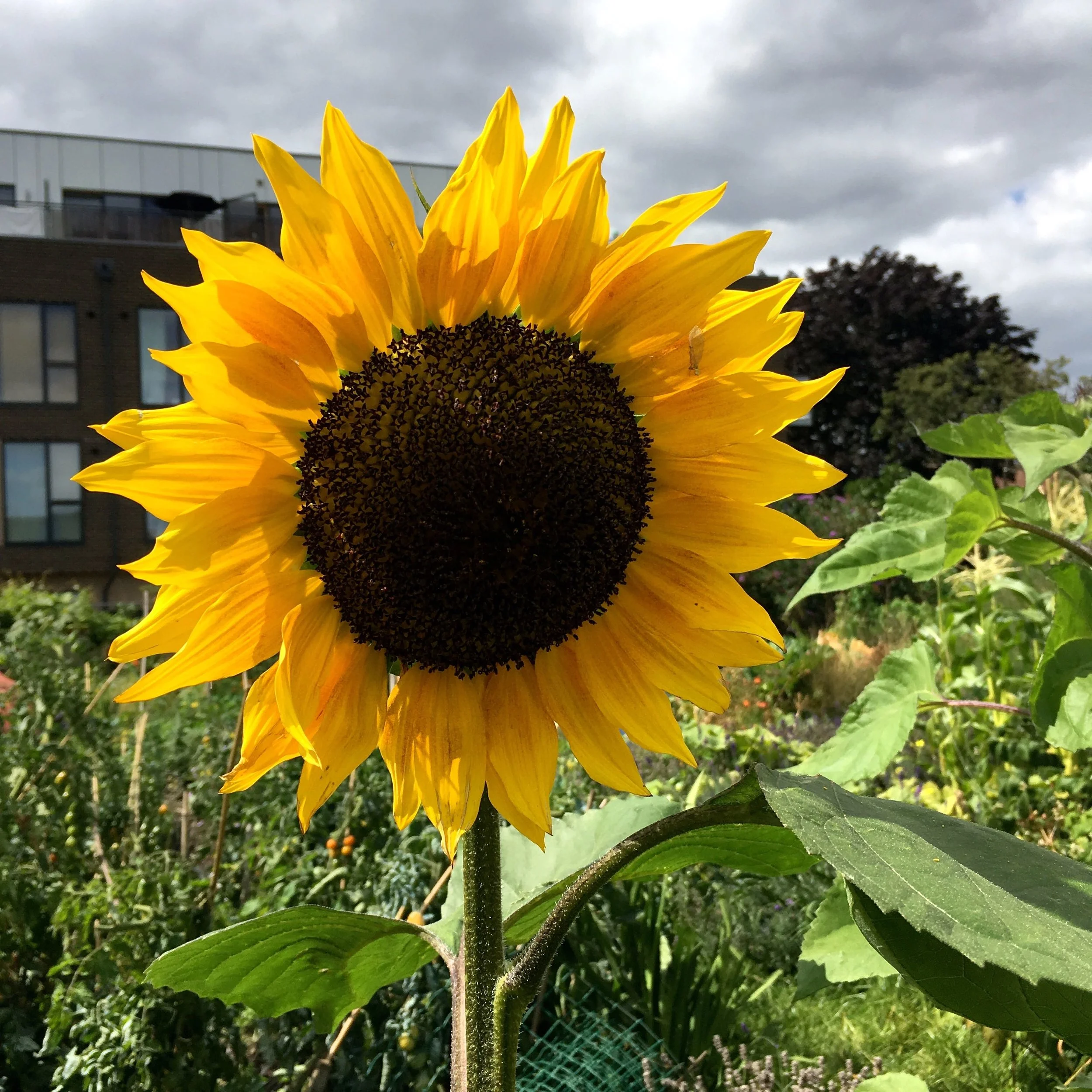 A sunflower finally during National Allotment Week