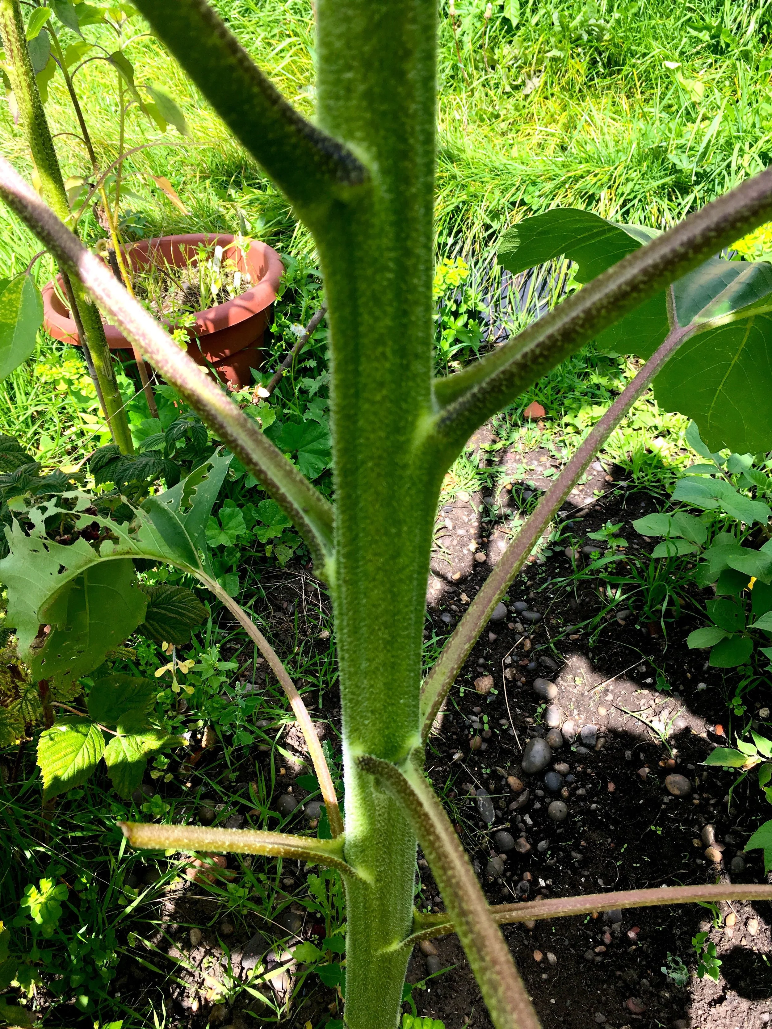 the sunflower has a sturdy stem