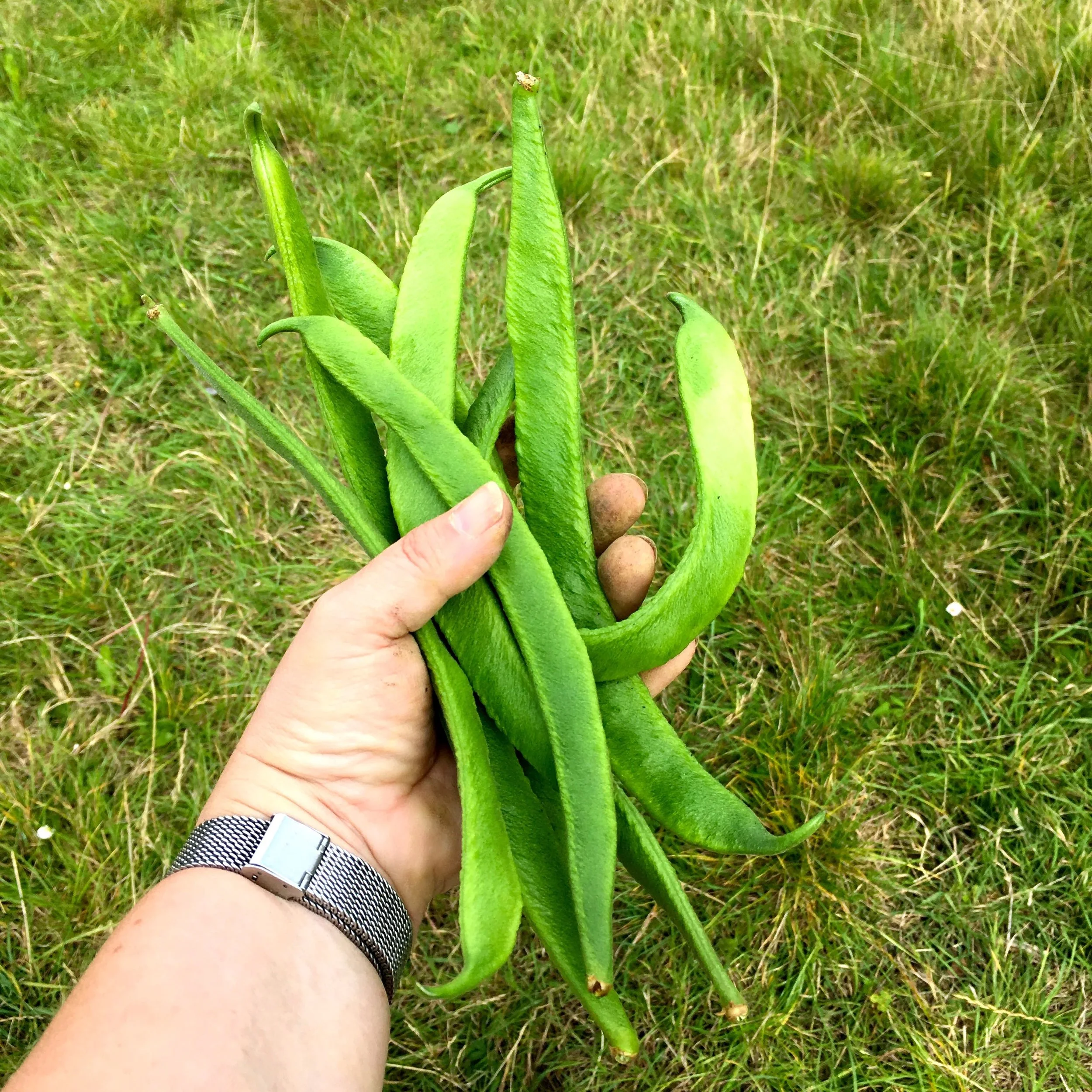 A handful of runner beans during National Allotment Week