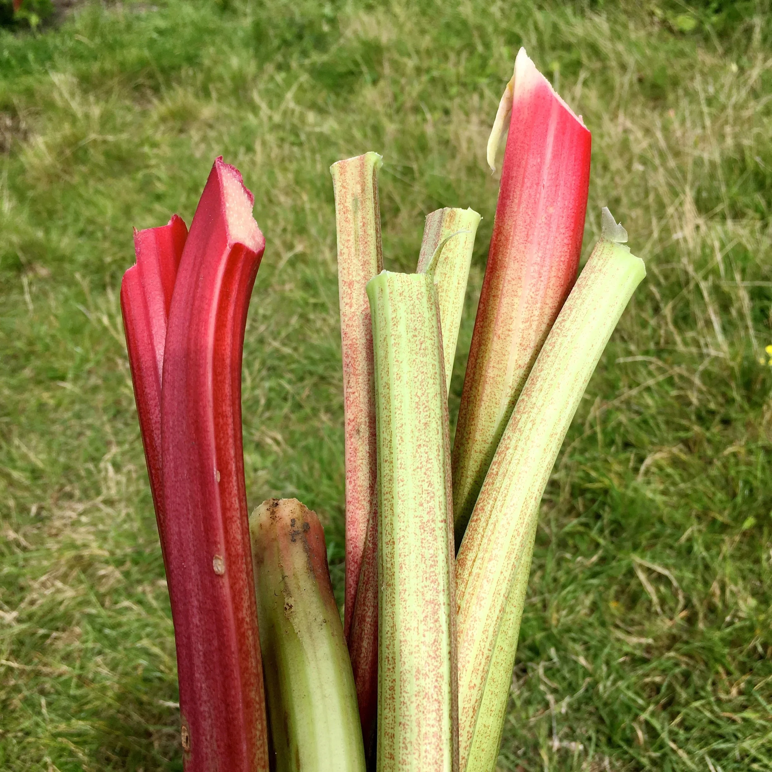 Another picking of rhubarb during National Allotment Week
