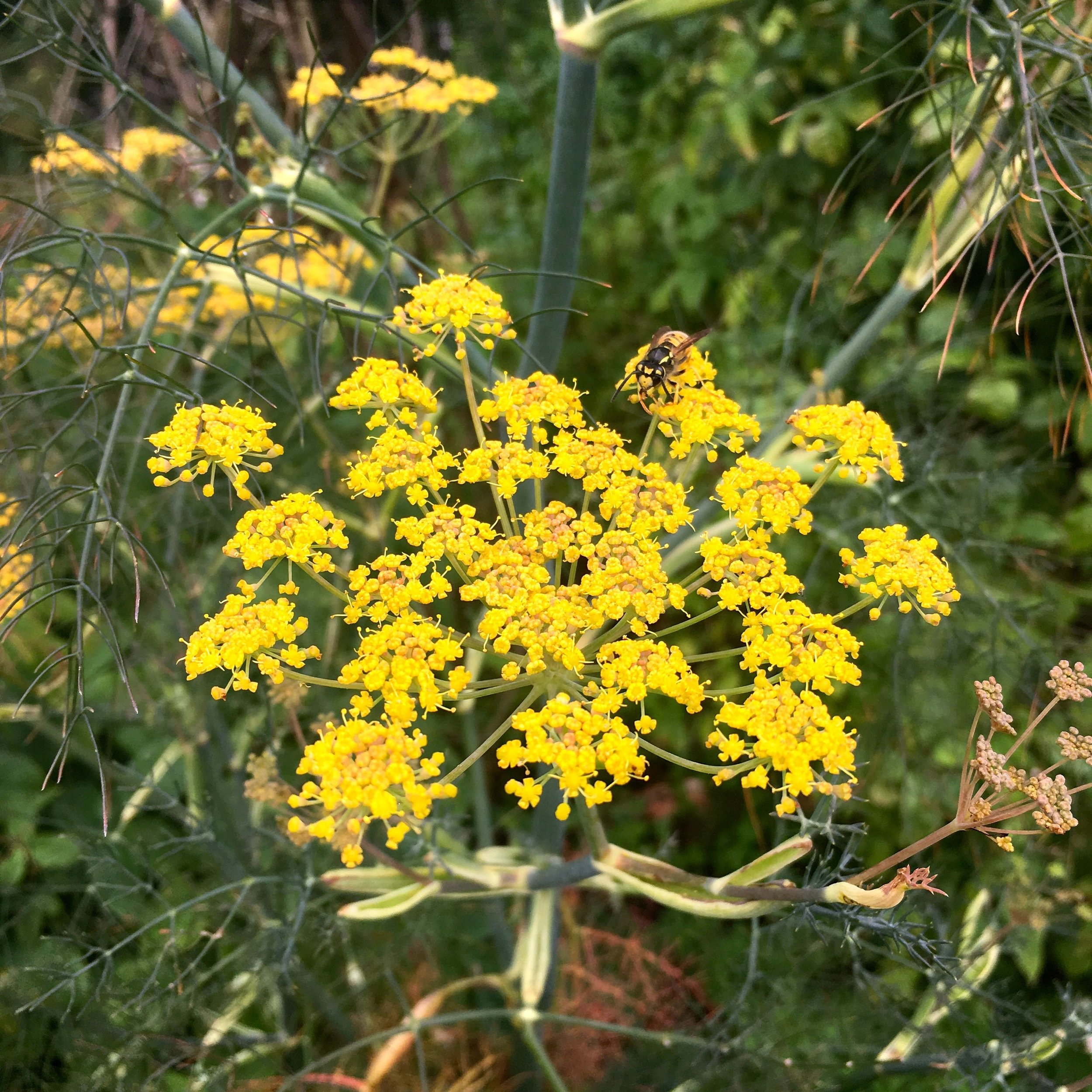 Dill in flower in the knot garden at Helmington Hall