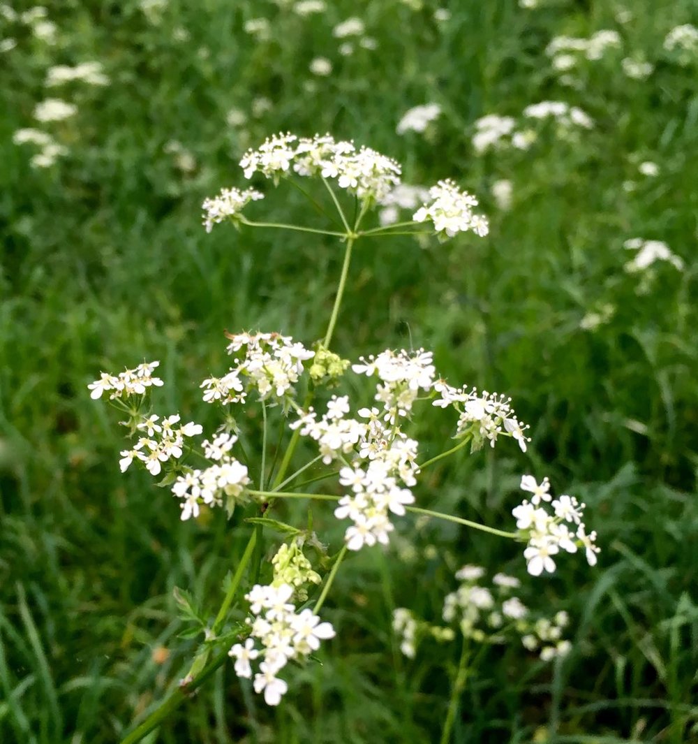 MAY: MEADOWLIKE