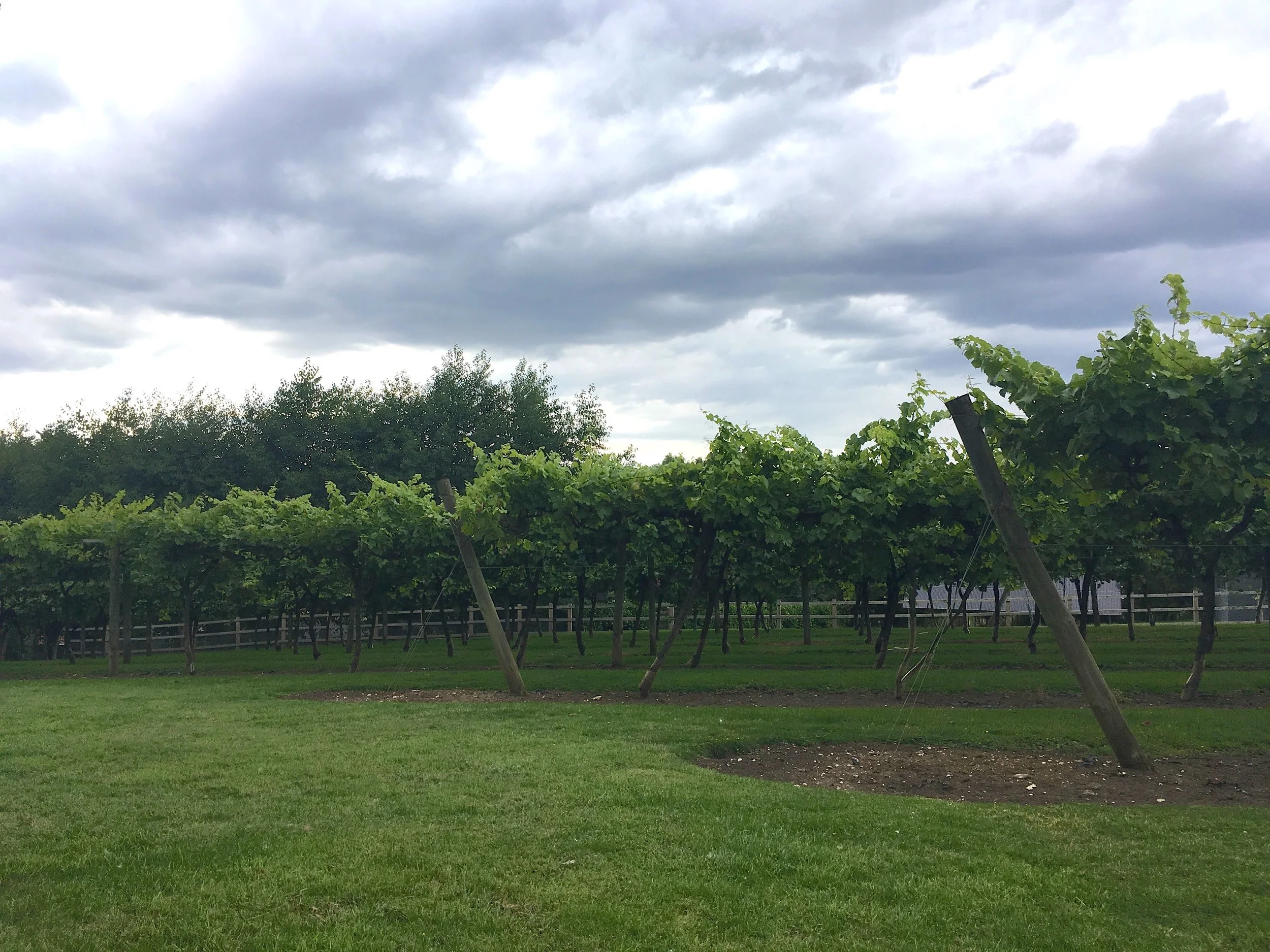 A look at the Oak Hill vineyard in Suffolk