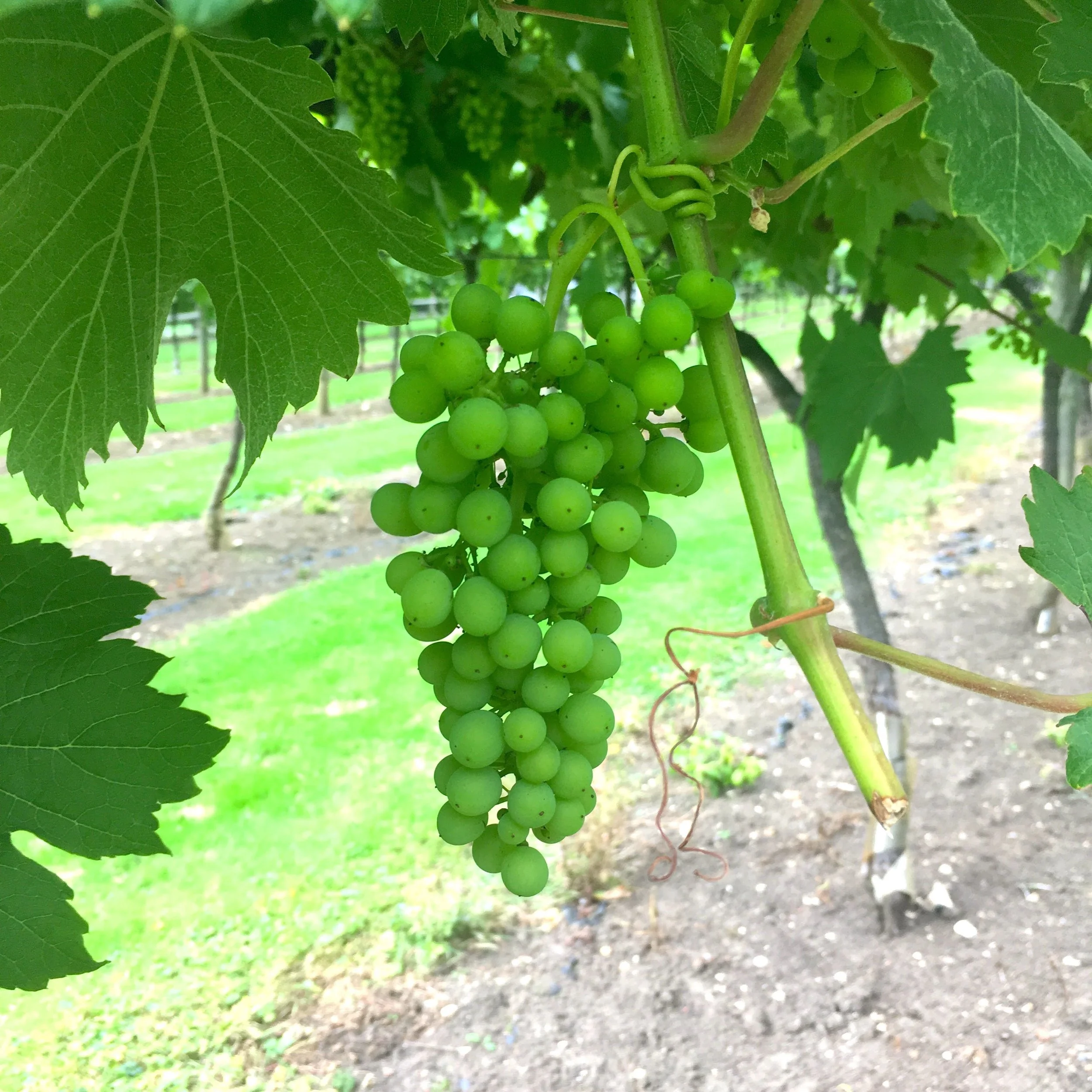 Admiring the grapes on the vines at the Oak Hill vineyard in Suffolk