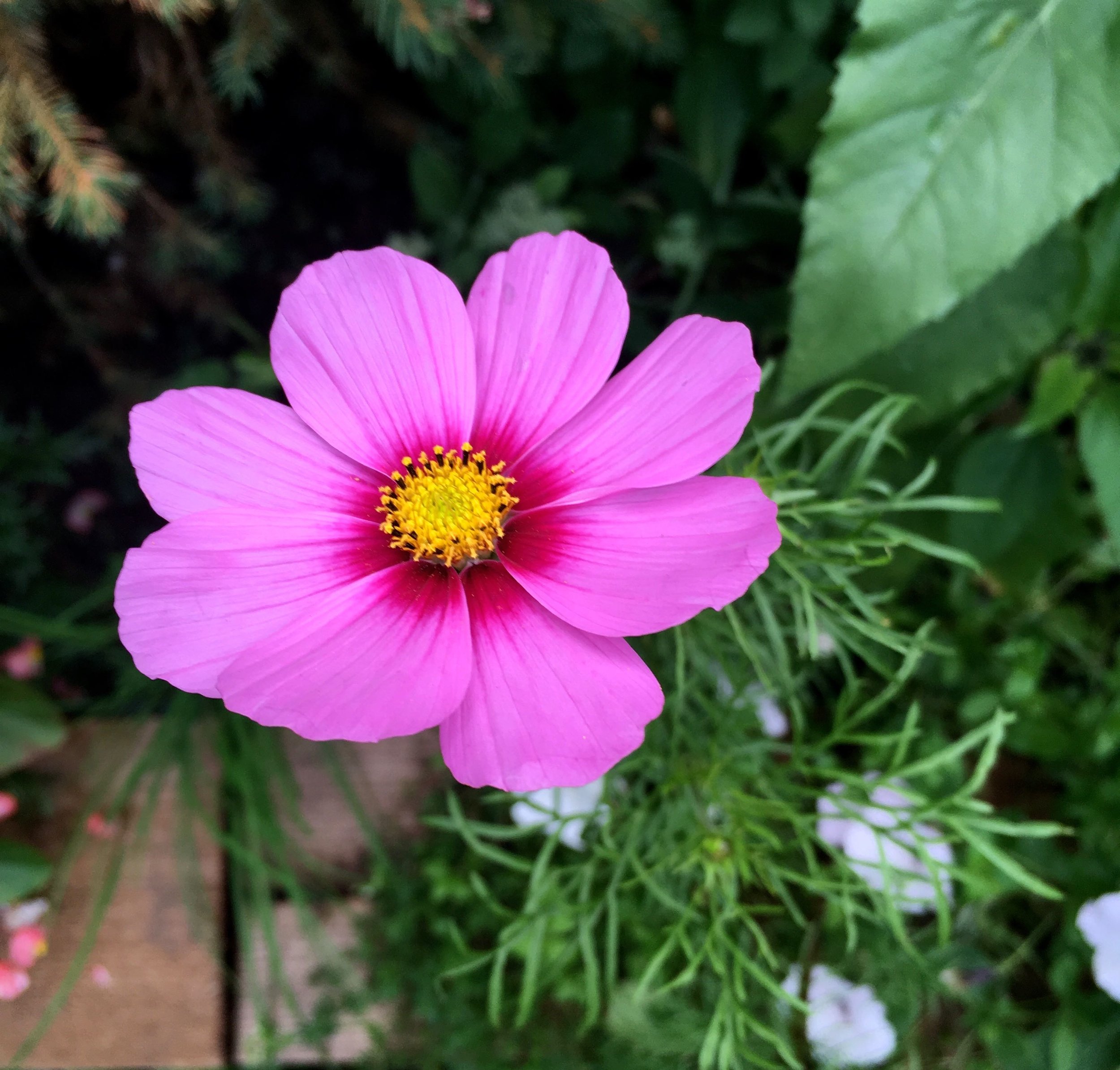 A cosmos in the sleeper bed