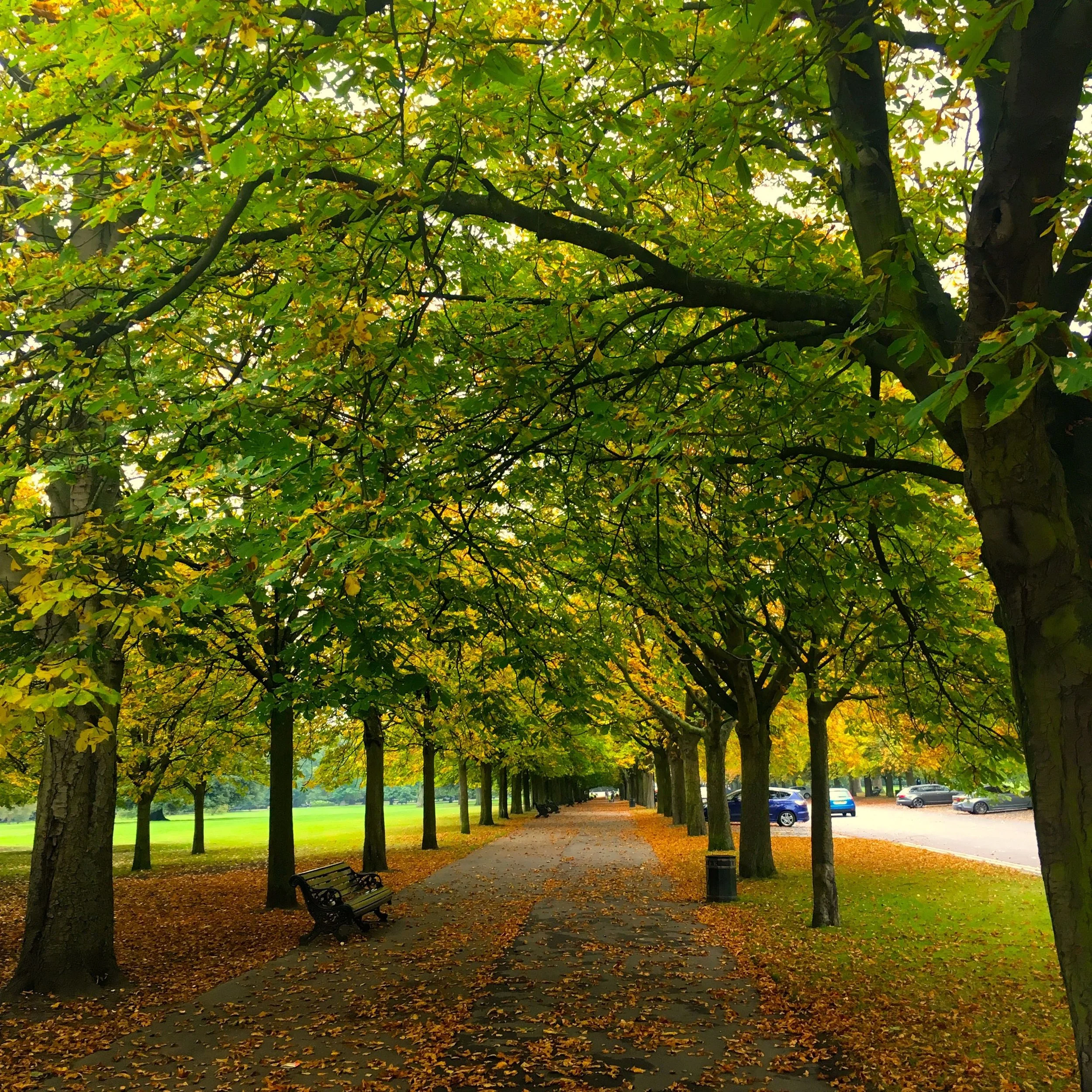 autumn in greenwich park