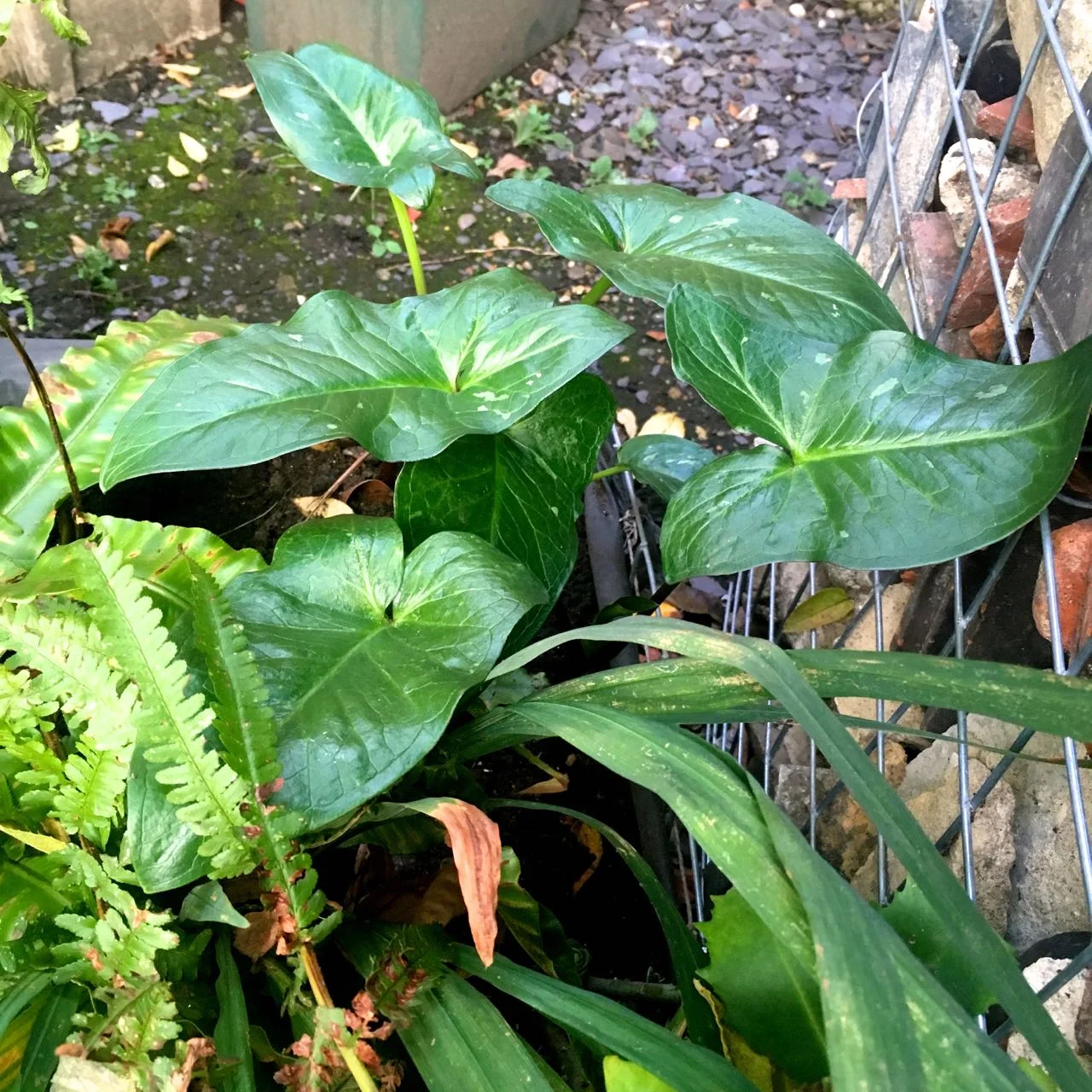 Lords and ladies in my gabion basket planters