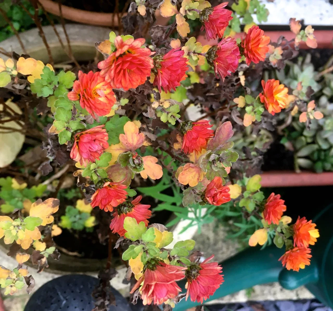 The chrysants are fading