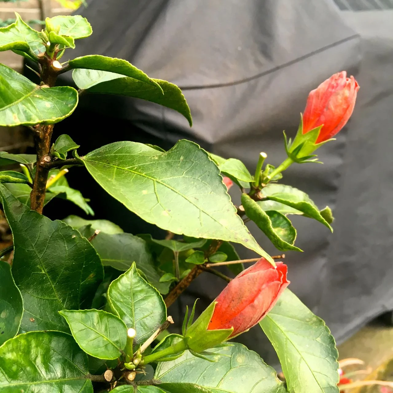 The hibiscus is still in bud too