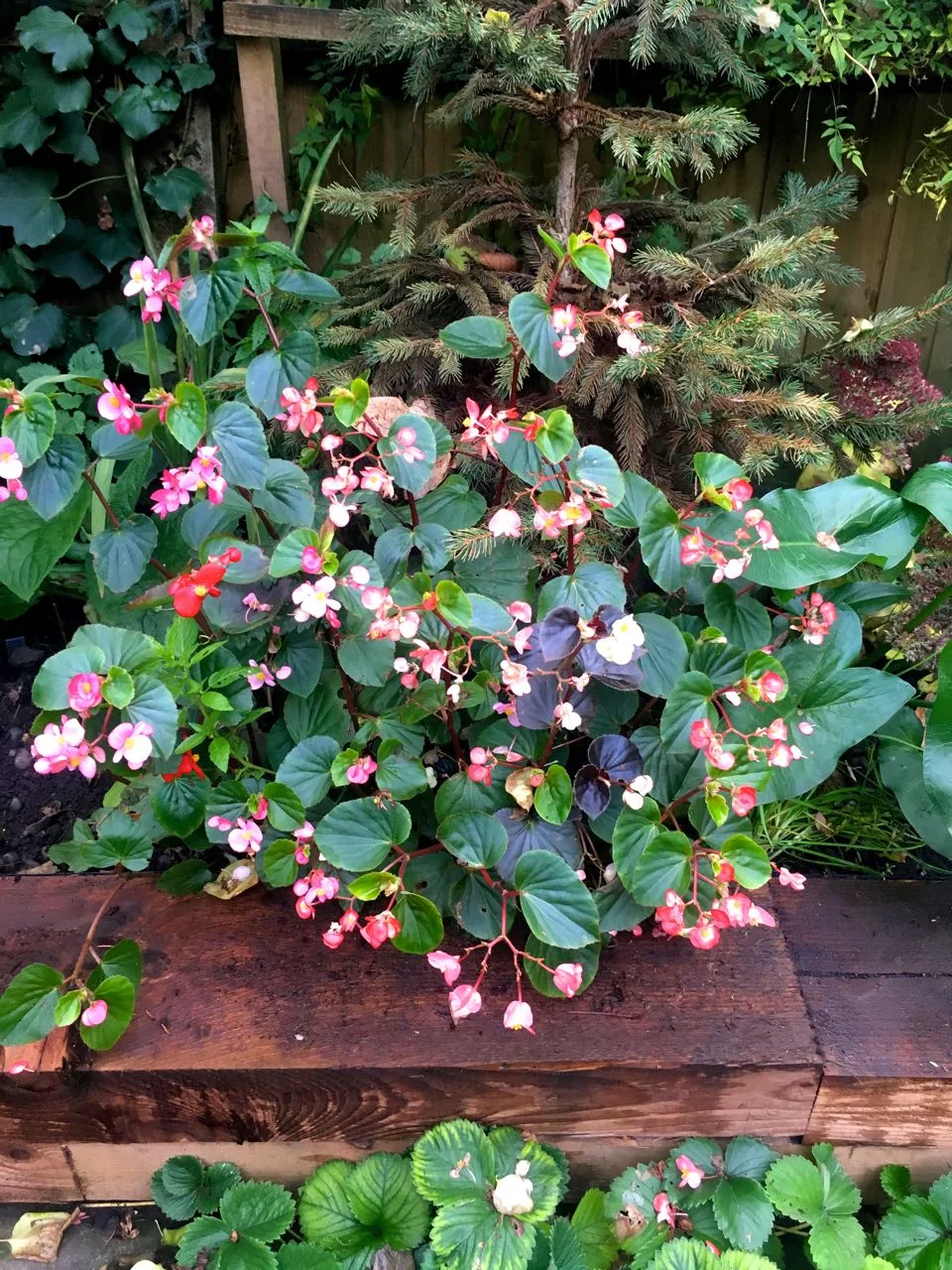 The begonias are still growing and flowering