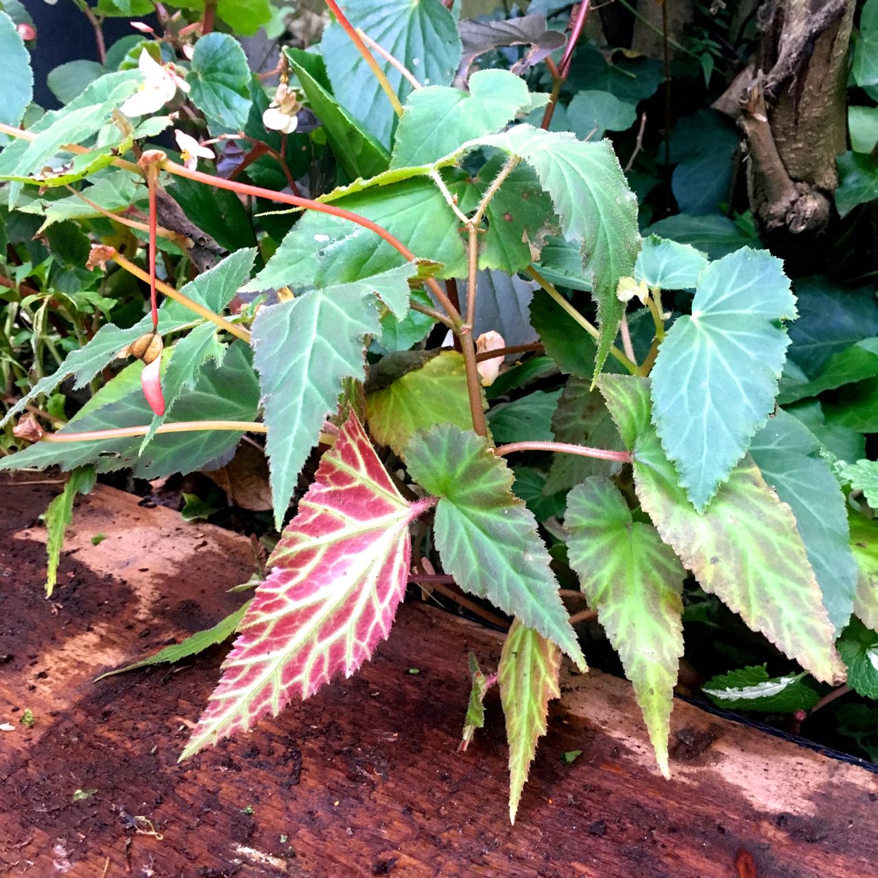 A pretty begonia leaf further along the sleeper bed