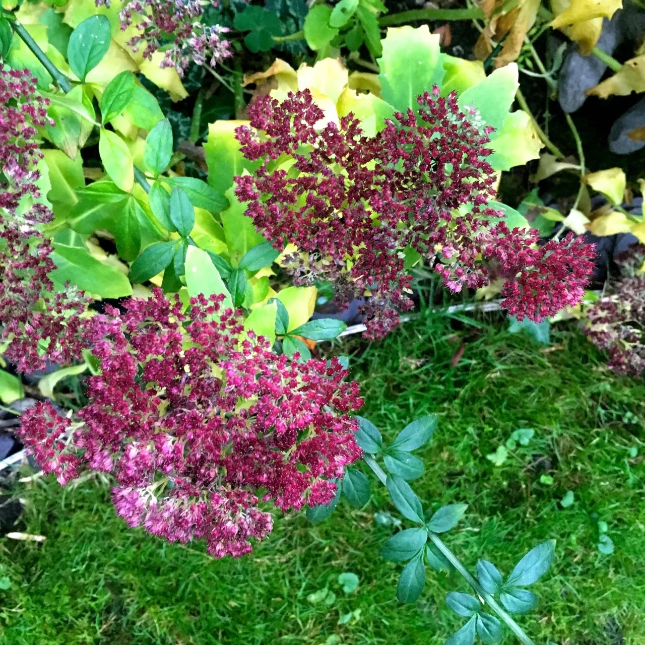 the burgundy of the sedums against the grass
