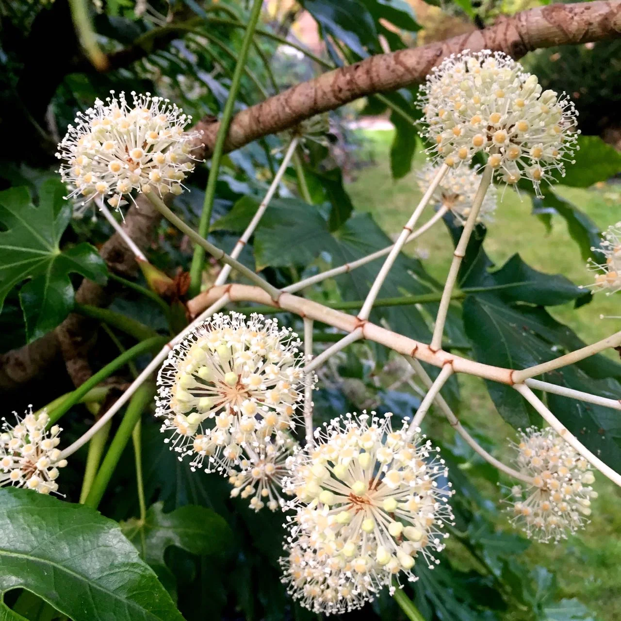 Fatsia flowers are almost like christmas baubles