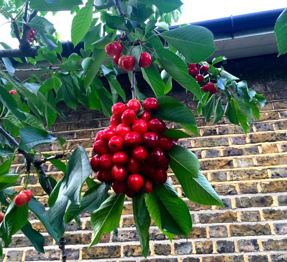 July: Peonies, borrowed flowers and a blooming yucca (and cherries, obviously!)