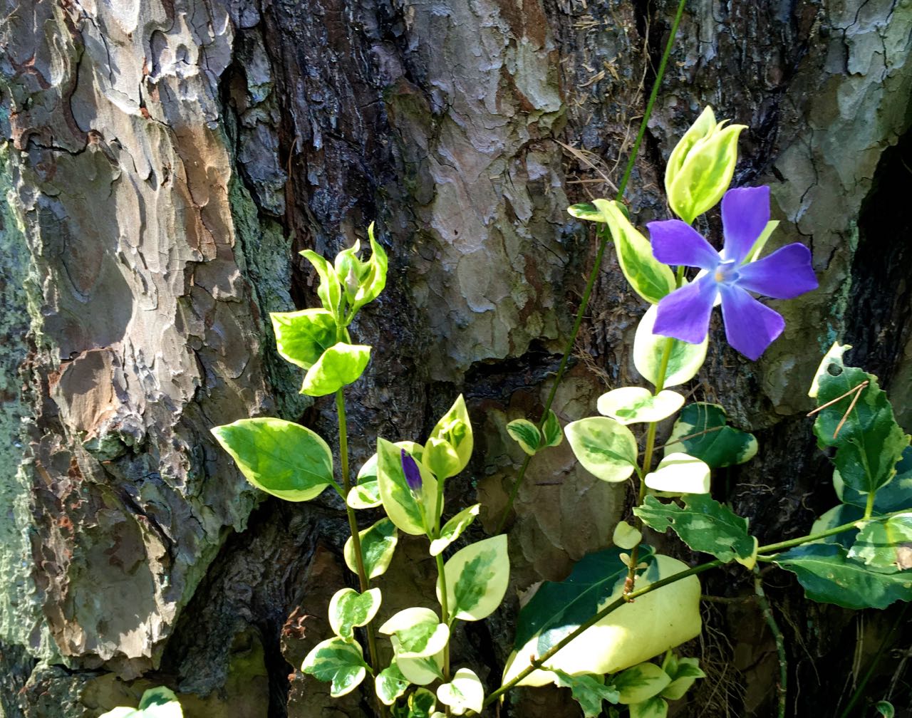 A periwinkle in the sunlight, sadly not from this week