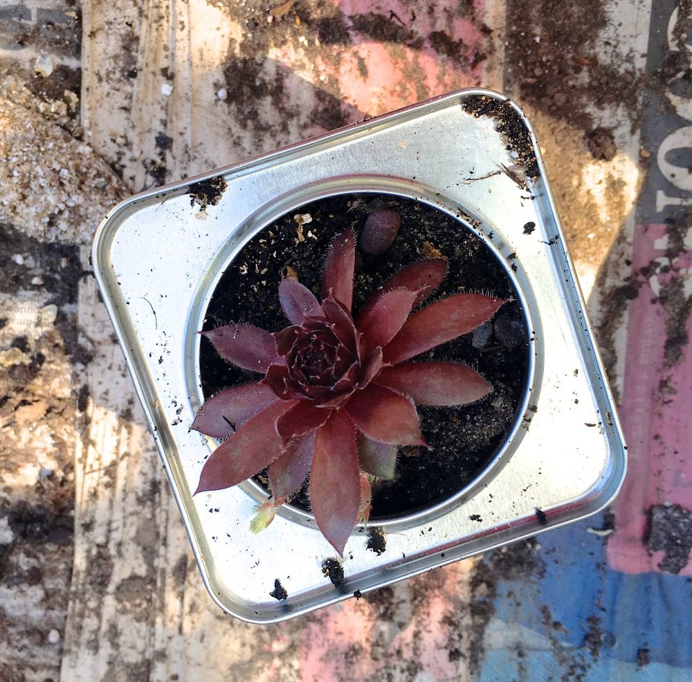 And+then+a+succulent.jpeg
