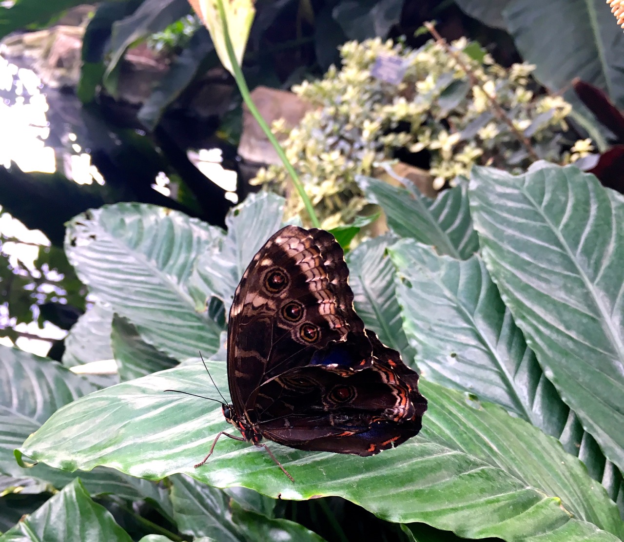 Resting on a leaf by the pool in the glasshouse at RHS Wisley