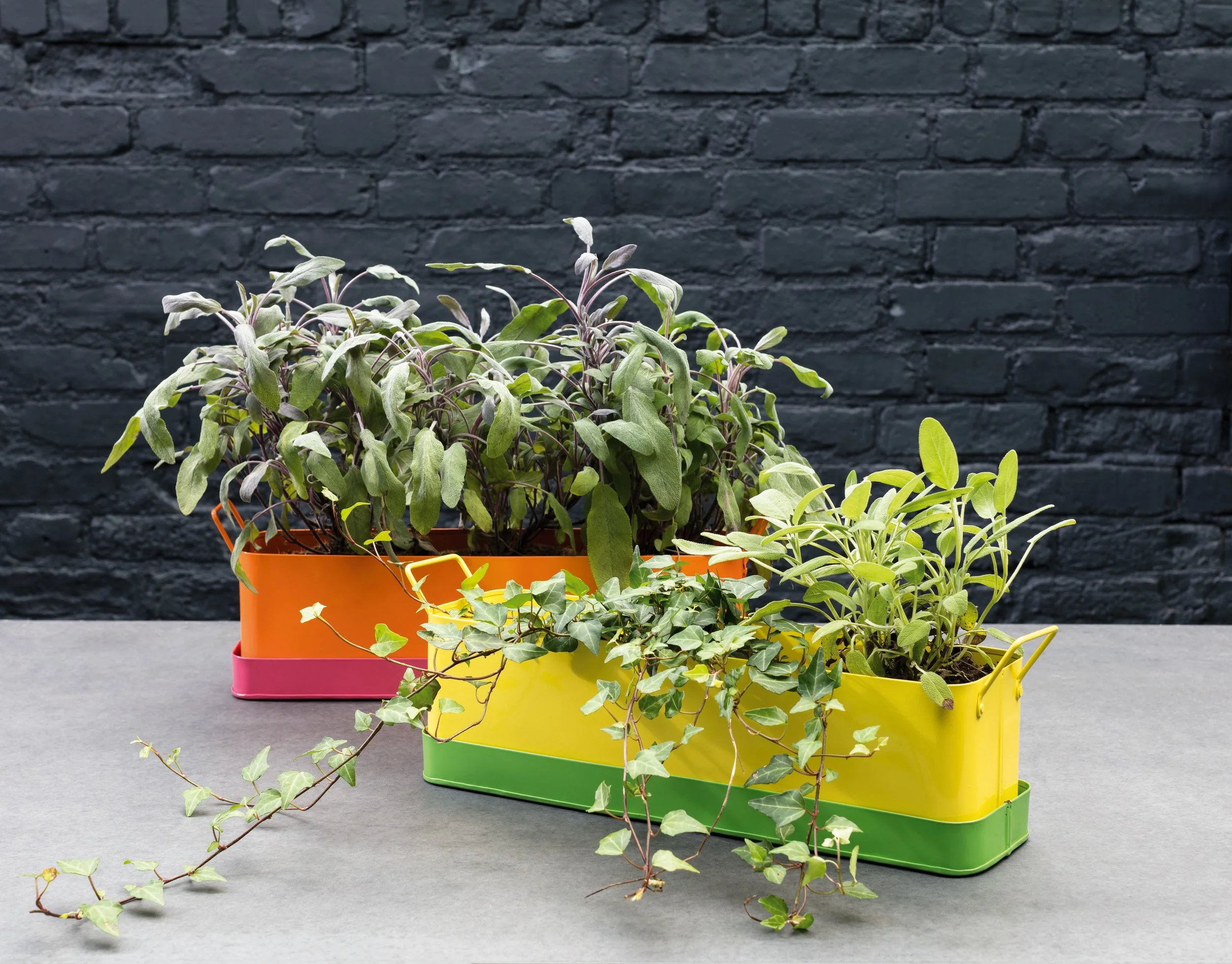BOLD AND BRIGHT: LEON WINDOW BOX