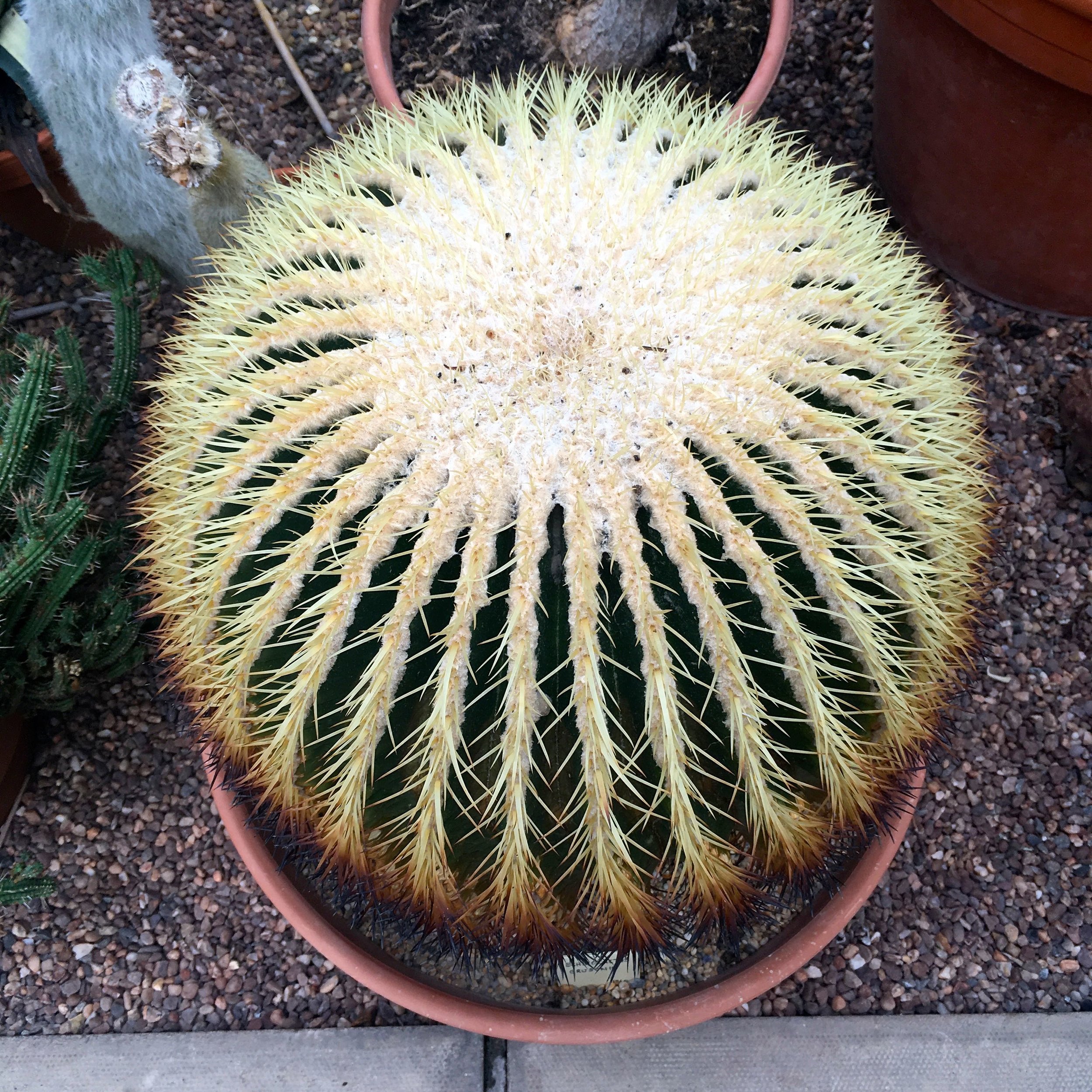 Cacti of every shape in the arid zone in Cannington's Botanical Glasshouse