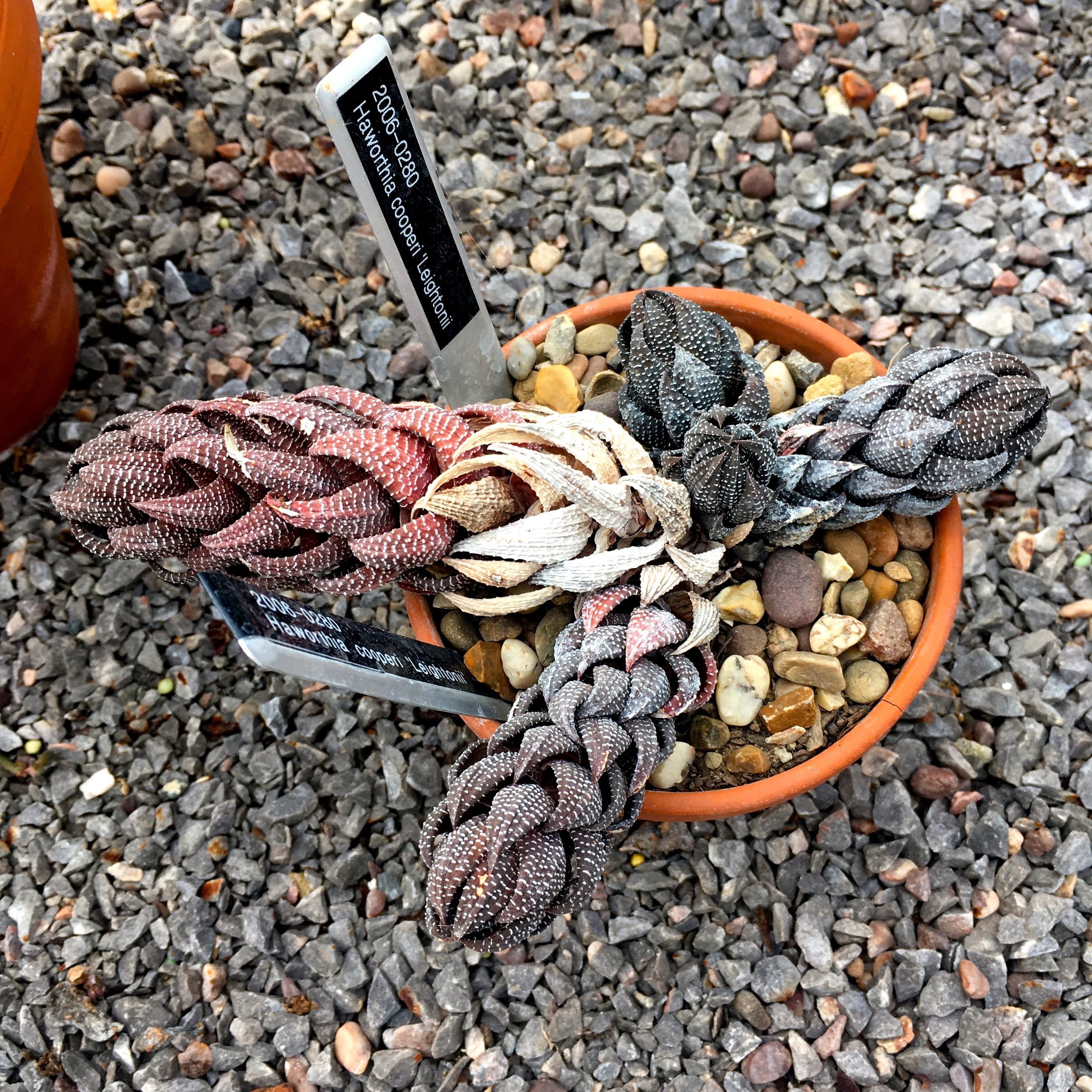 An unusual looking plant in the arid zone in Cannington's Botanical Glasshouse
