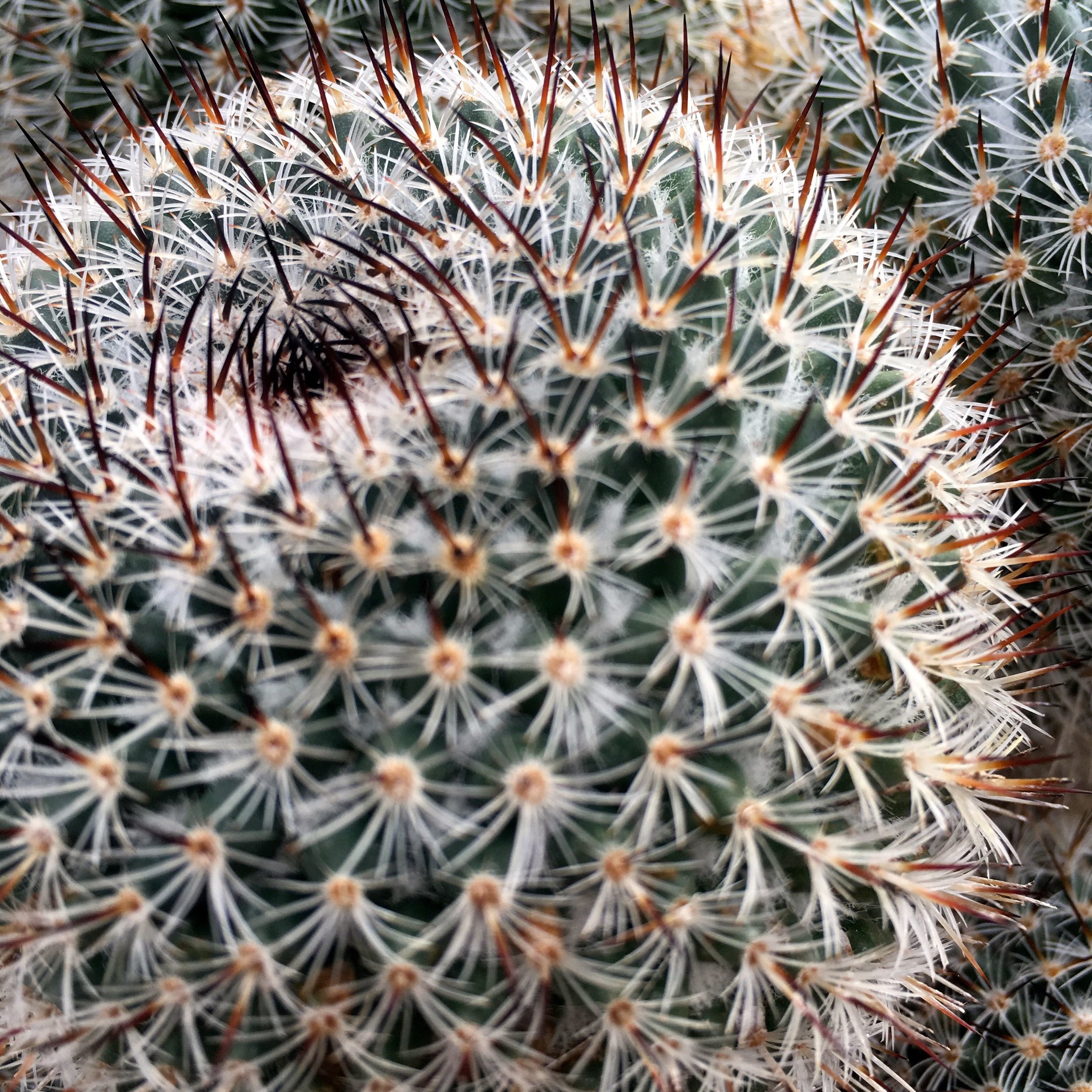 in the arid zone in Cannington's Botanical Glasshouse