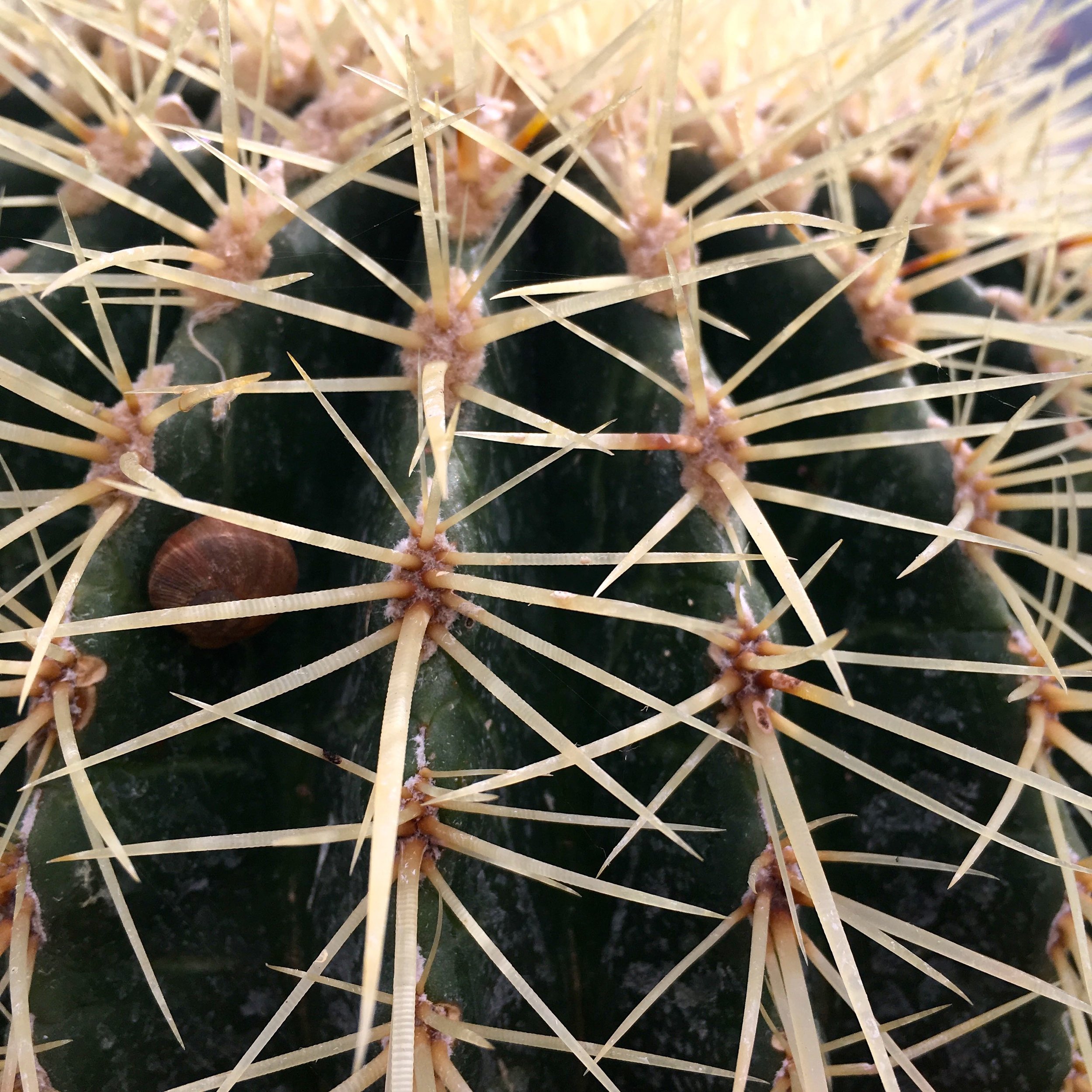 Who else spies a snail in the arid zone in Cannington's Botanical Glasshouse
